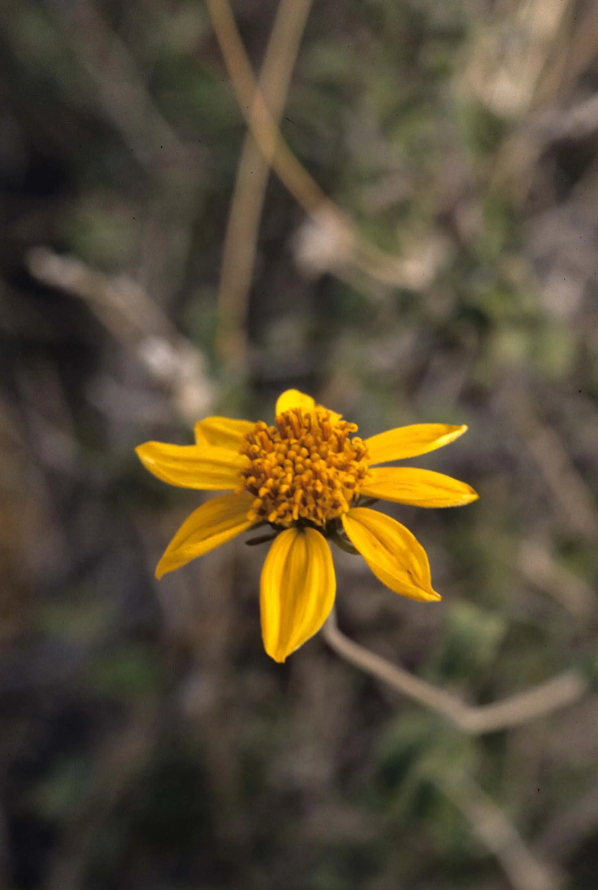 ANZA BORREGO - PLANT SPECIES C.jpg