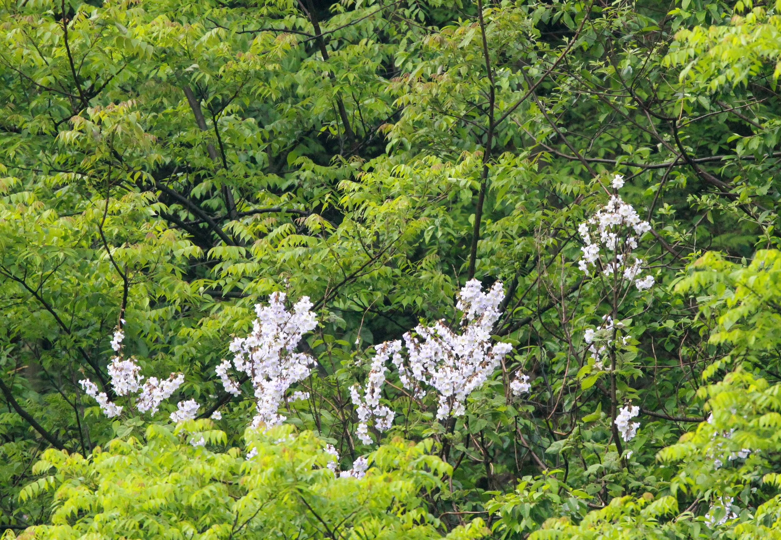 GUNIUJIANG NATURE RESERVE - ANHUI PROVINCE CHINA (90).JPG