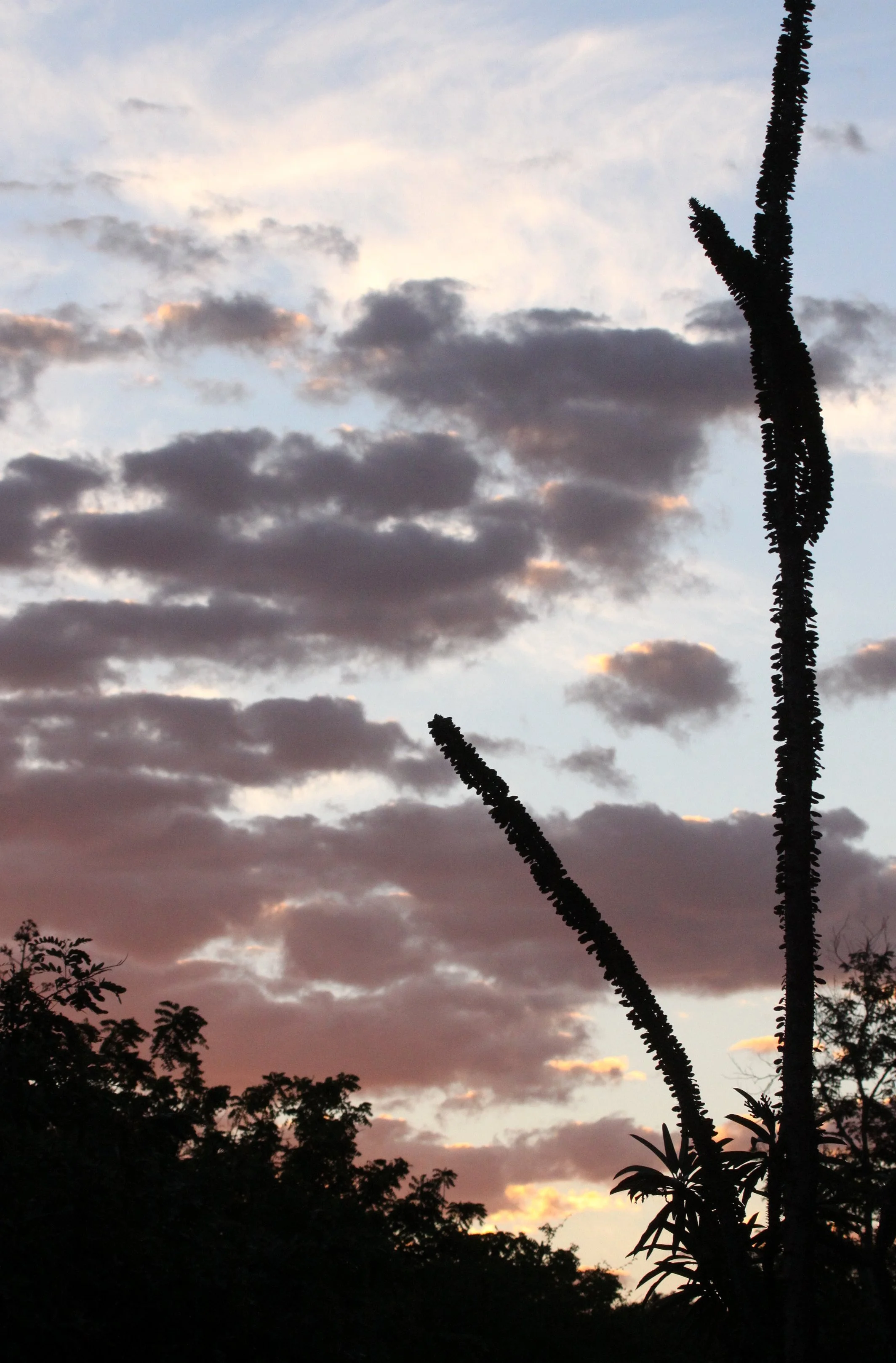 BERENTY RESERVE MADAGASCAR - SUNSET OVER THE ALLAUDIA (4).JPG