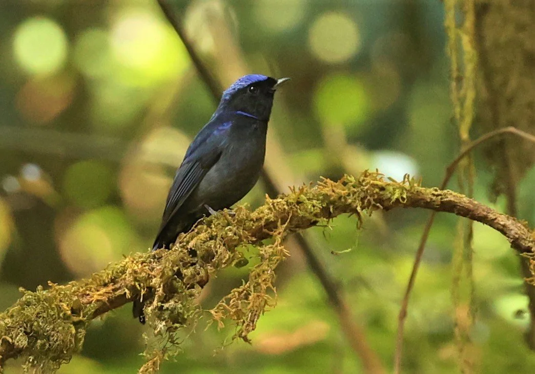NILTAVA - LARGE NILTAVA - Niltava grandis - DOI LANG EAST DOI PHA HOM POK NP, DECEMBER 2021 (6).jpg