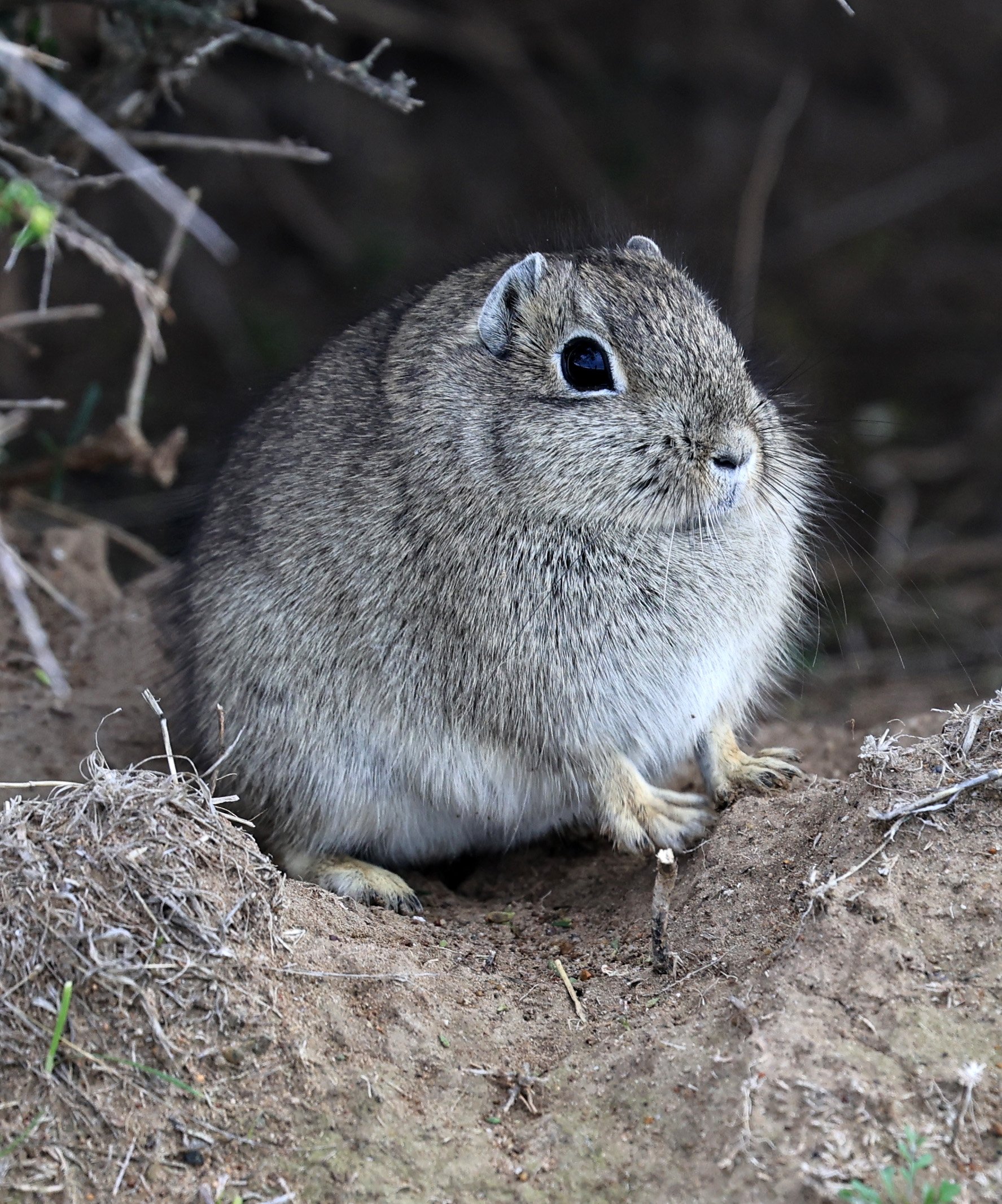 Southern Mountain Cavy (Microcavia australis) Valdes Peninsula, Chubut Province, Argentina Day 2 (1 (24).jpg