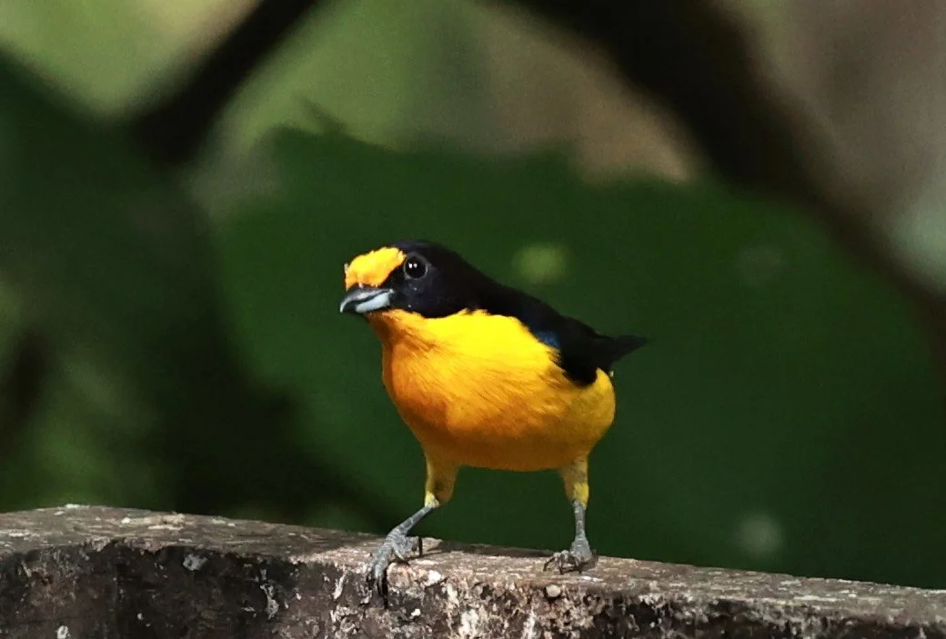 Euphonia - Violaceous Euphonia - Euphonia violacea - Santa Teresa, Melo Leitao Museum Gardens (1).jpg