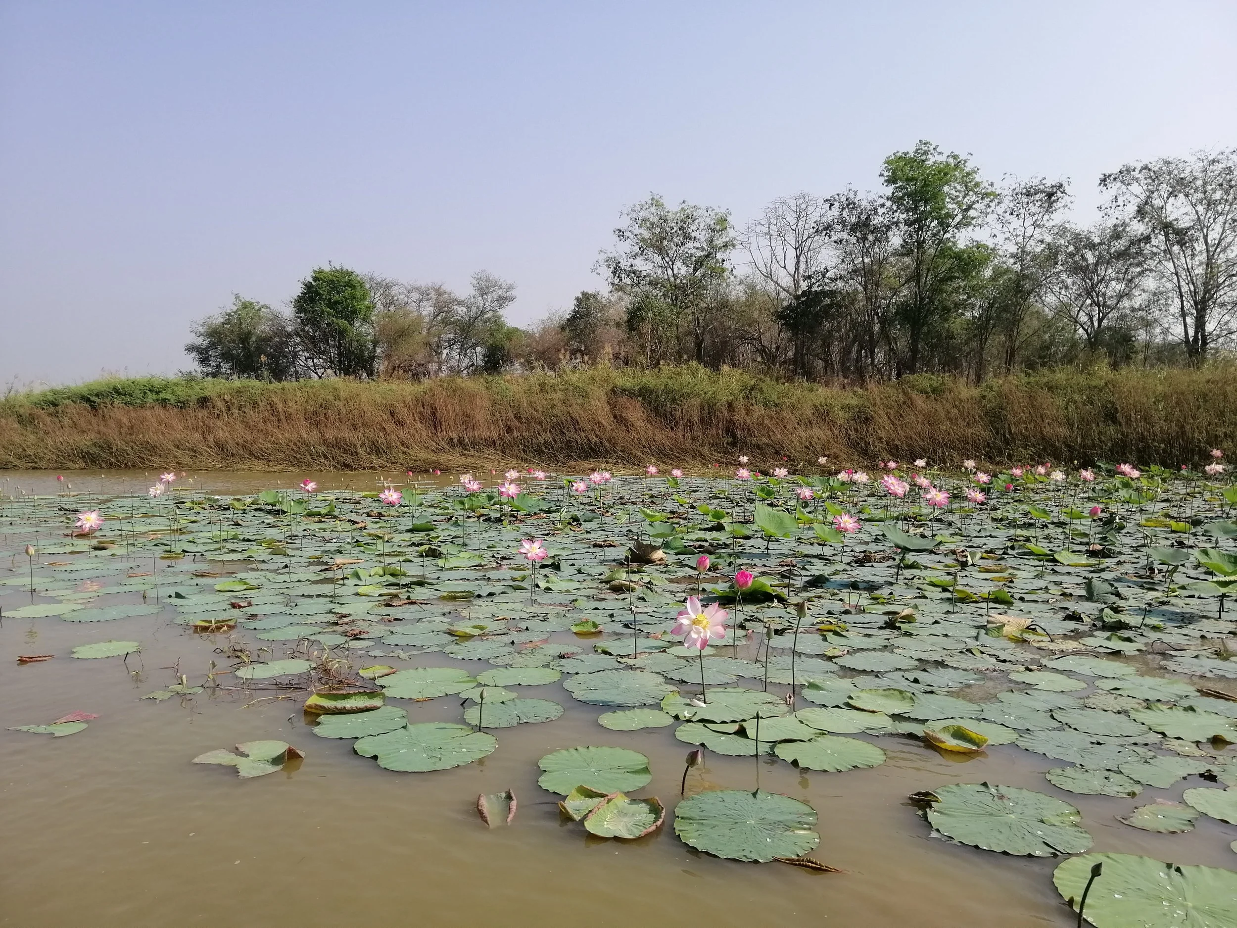 2021 Bueng Boraphet Day  (28).jpg