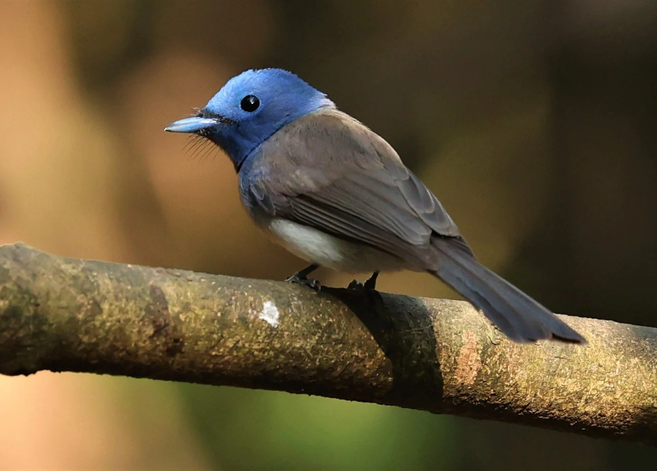 MONARCH - BLACK-NAPED MONARCH - Hypothymis azurea - LUNG SIN HIDE NEAR KAENG KRACHAN FEB 2022 (11).jpg