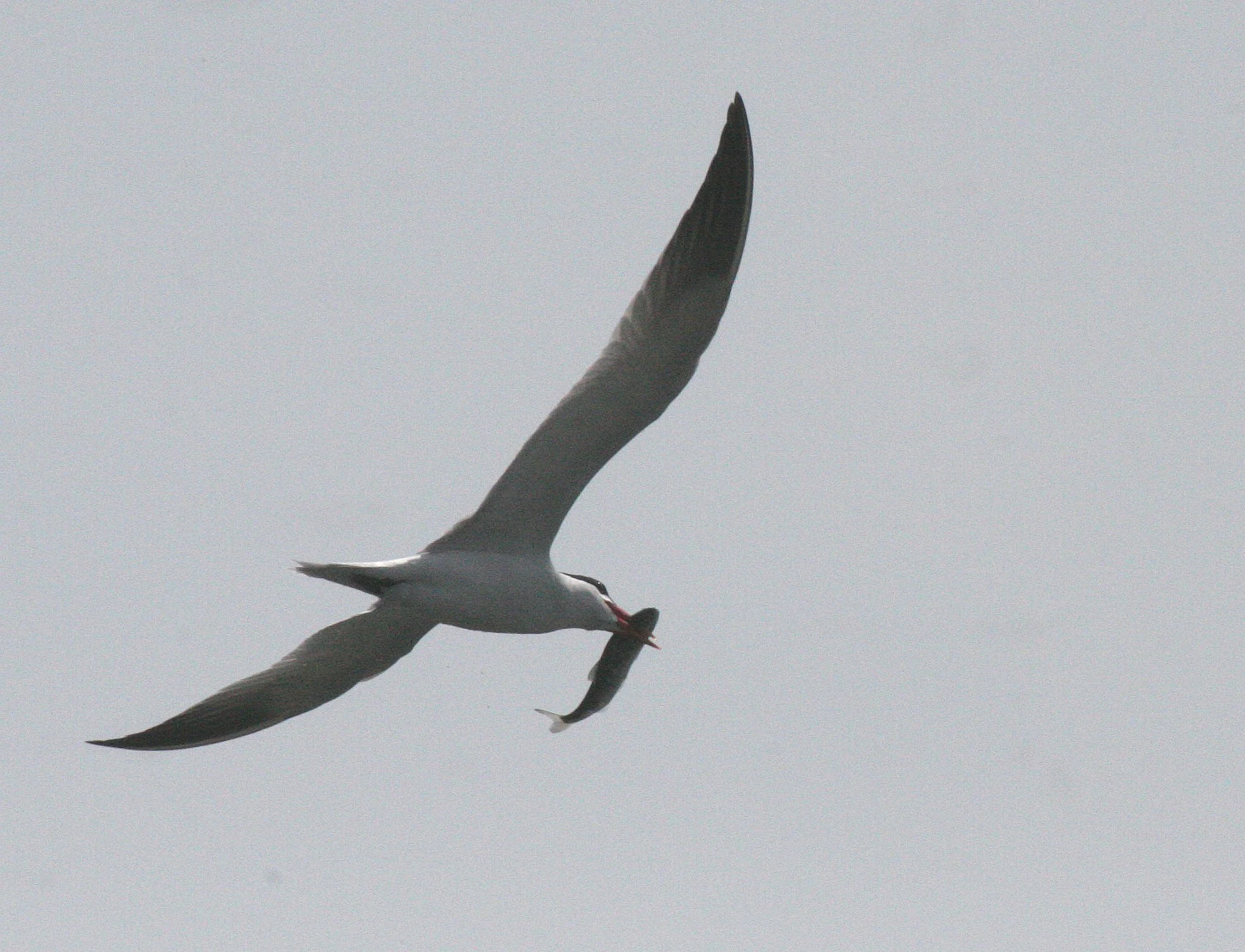 BIRD - TERN - CASPIAN TERN - ELWHA RIVER MOUTH WA (18).JPG