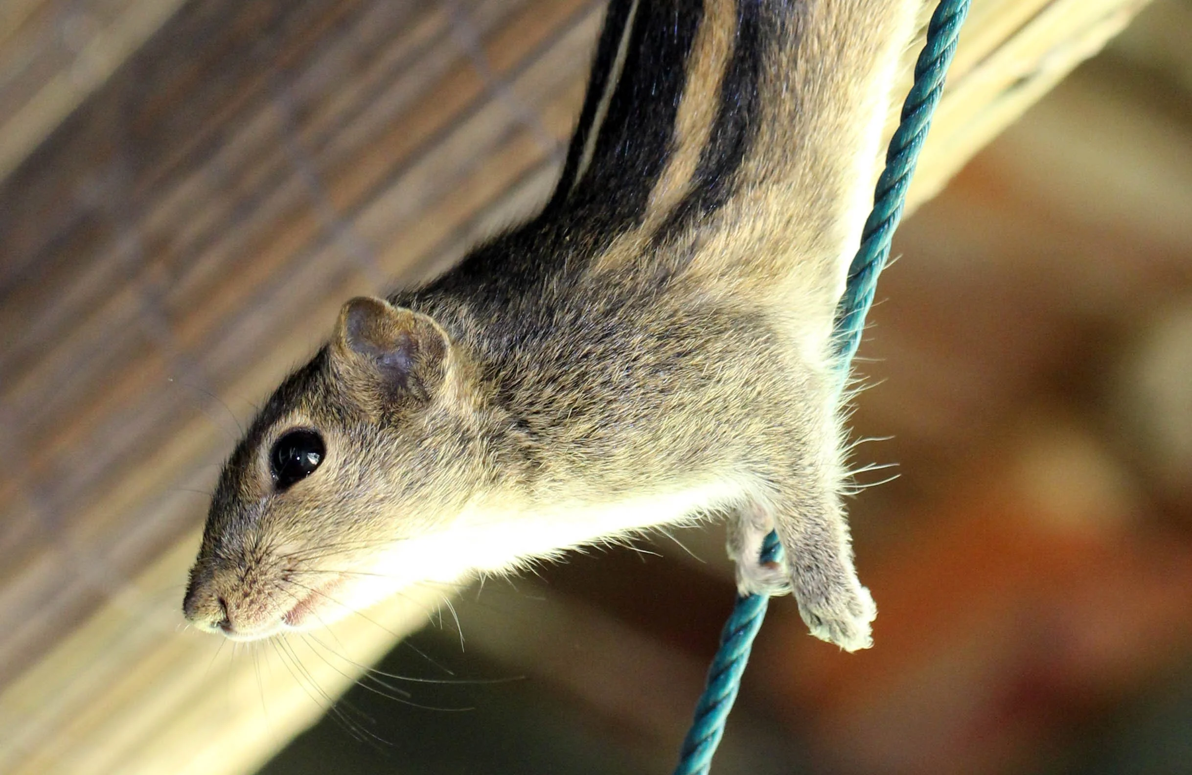 Funambulus palmarum - THREE-STRIPED (INDIAN) PALM SQUIRREL -  SIGIRIYA FOREST AND FORTRESS AREA SRI LANKA - PHOTO BY SOM SMITH (9).JPG