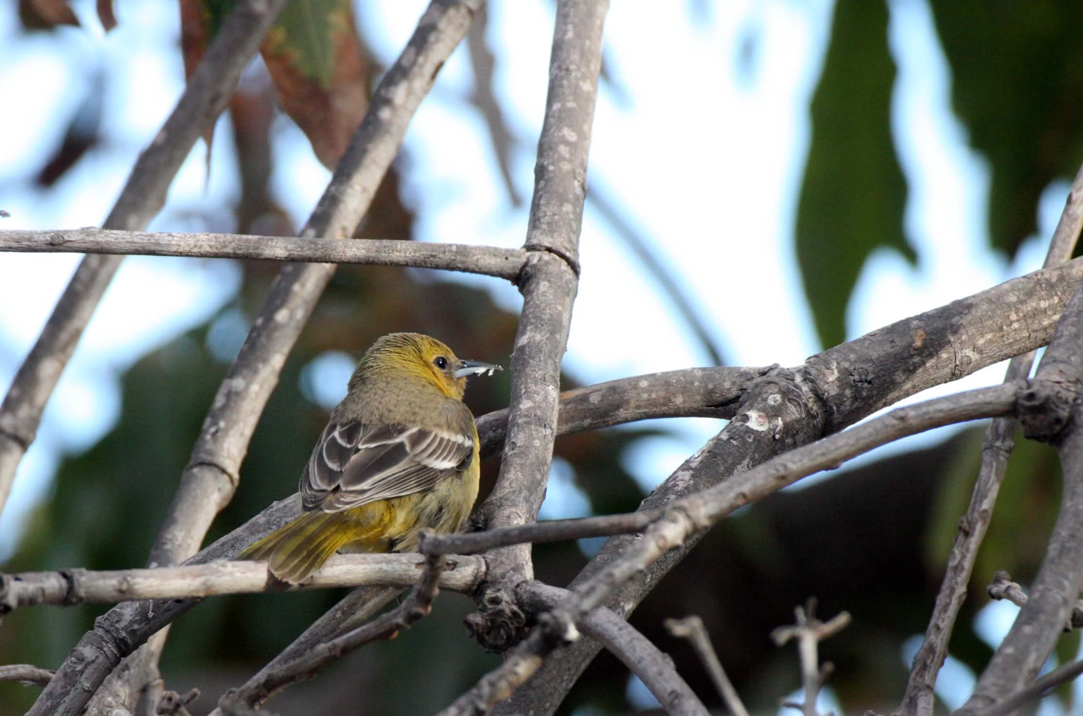 Hooded Oriole (Icterus cucullatus) Loreto Baja Mexico (4).JPG