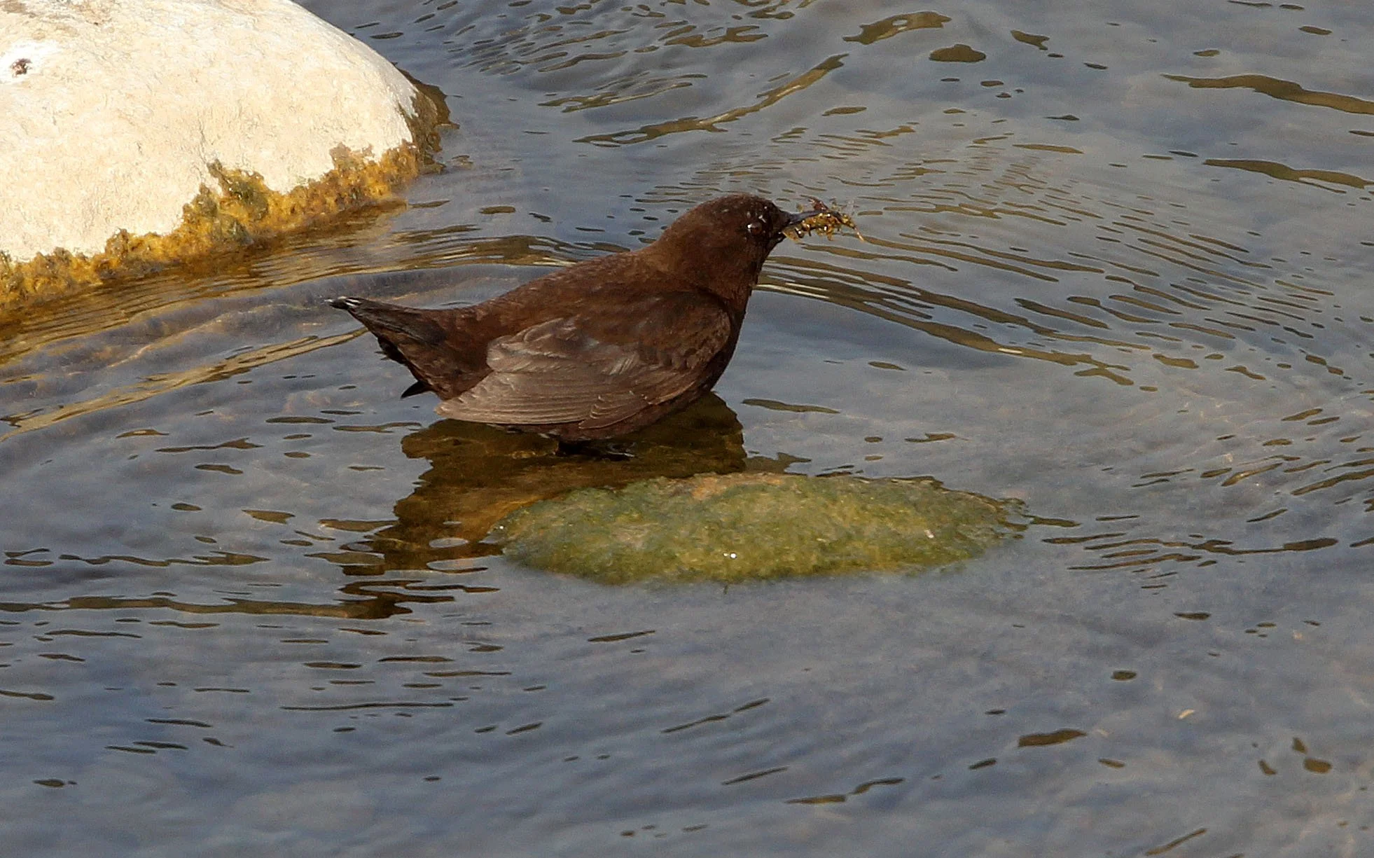 Brown dipper (Cinclus pallasii) Foping City Shaanxi China (9).JPG