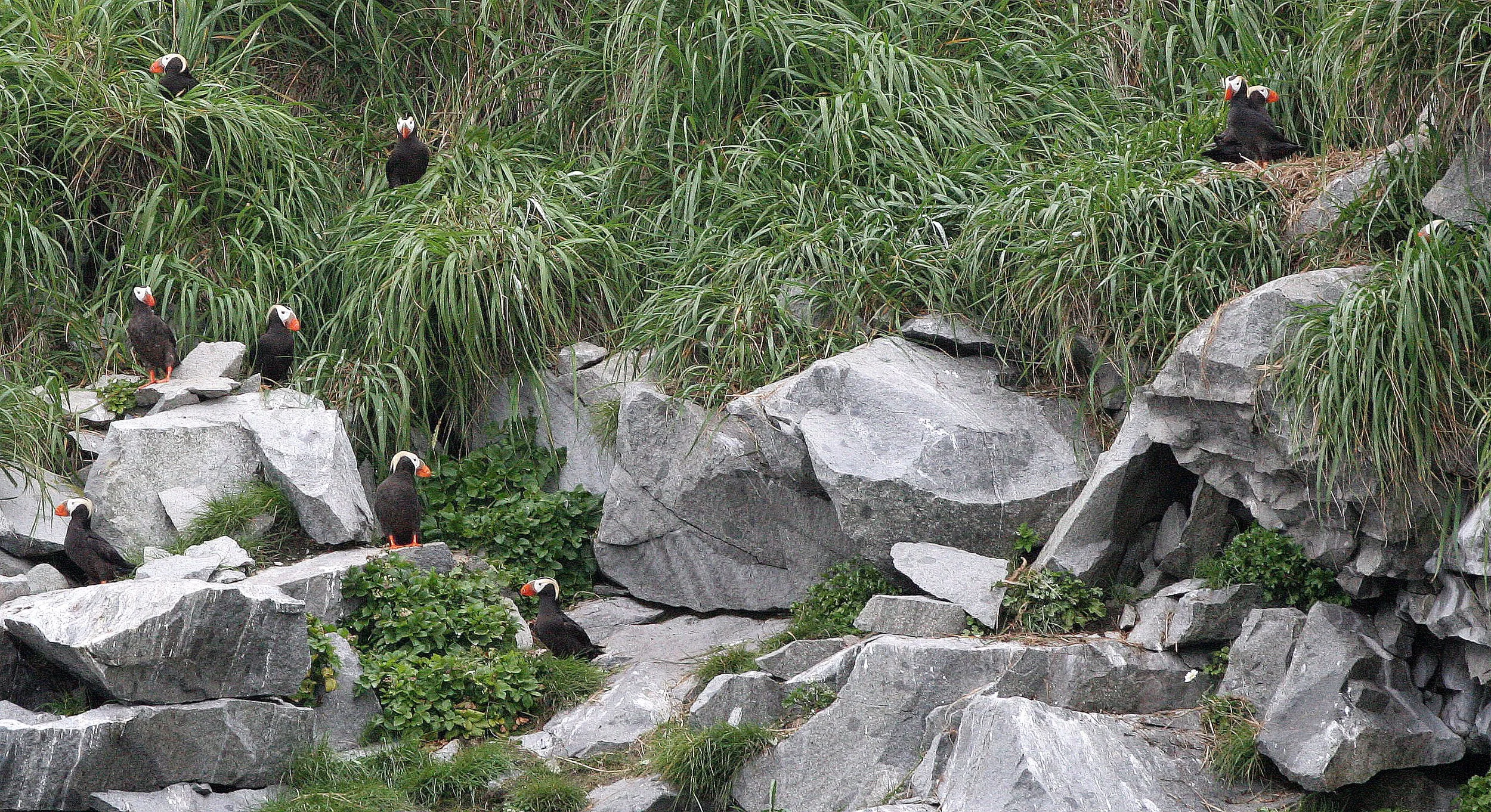 Fratercula cirrhata - TUFTED PUFFIN - COAST OF KAMCHATKA (64).jpg