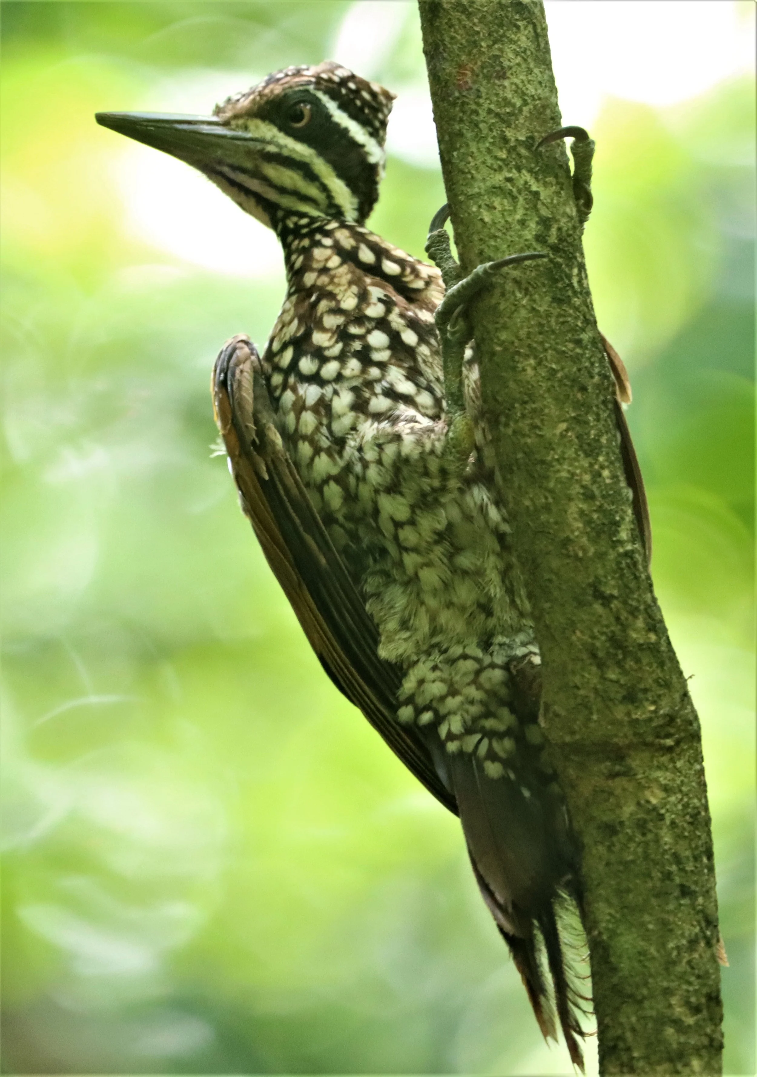 WOODPECKER - GREATER FLAMEBACK - Chrysocolaptes lucidus - KAENG KRACHAN NP THAILAND LUNG SIN HIDE (8).jpg