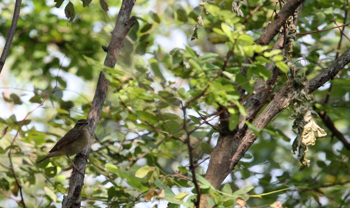 Eyebrowed thrush (Turdus obscurus) Nankou Rudong China (1).JPG