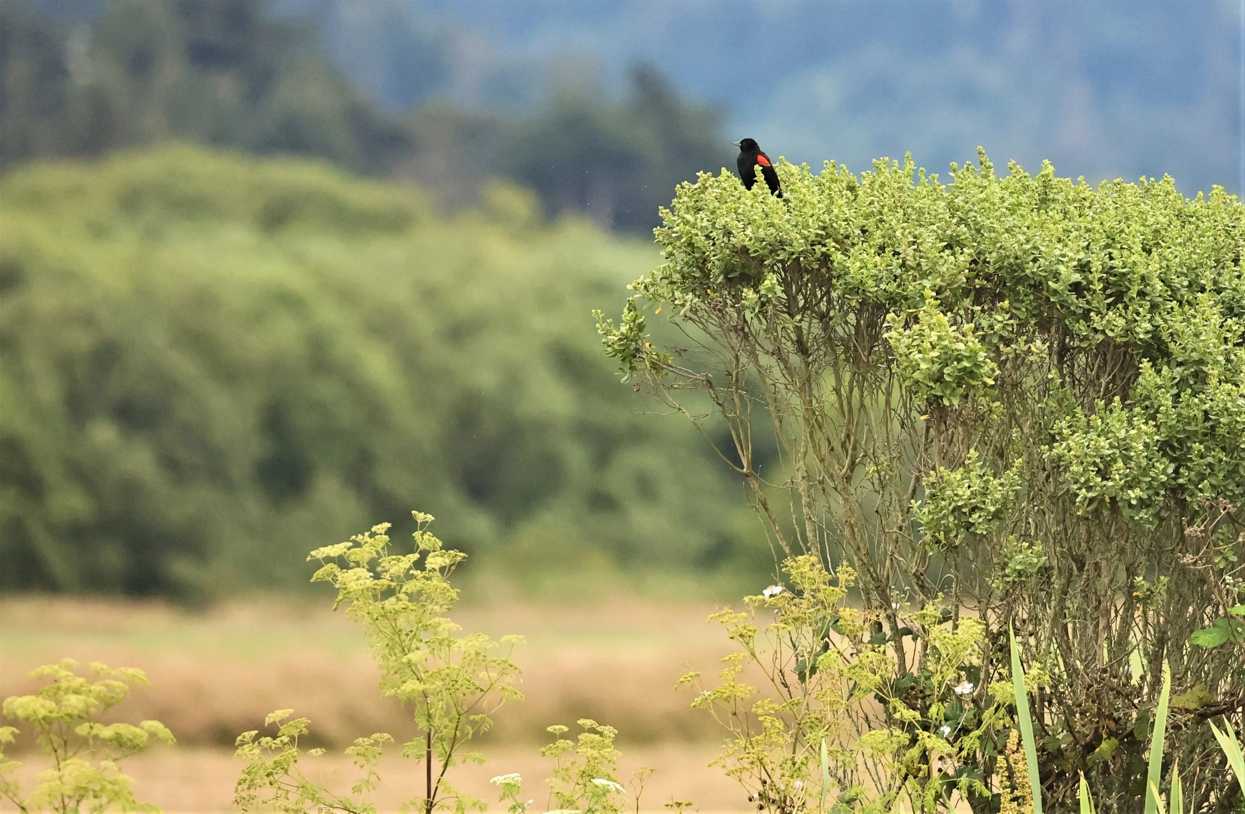 Red-winged Blackbird (Agelaius phoeniceus) Humboldt NWR Eureka California (1).jpg