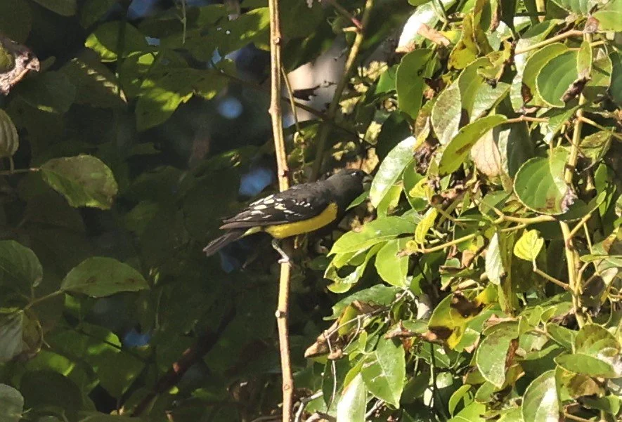 Spot-winged Grosbeak (Mycerobas melanozanthos) Fang Hotsprings Chiang Mai Thailand (12).jpg