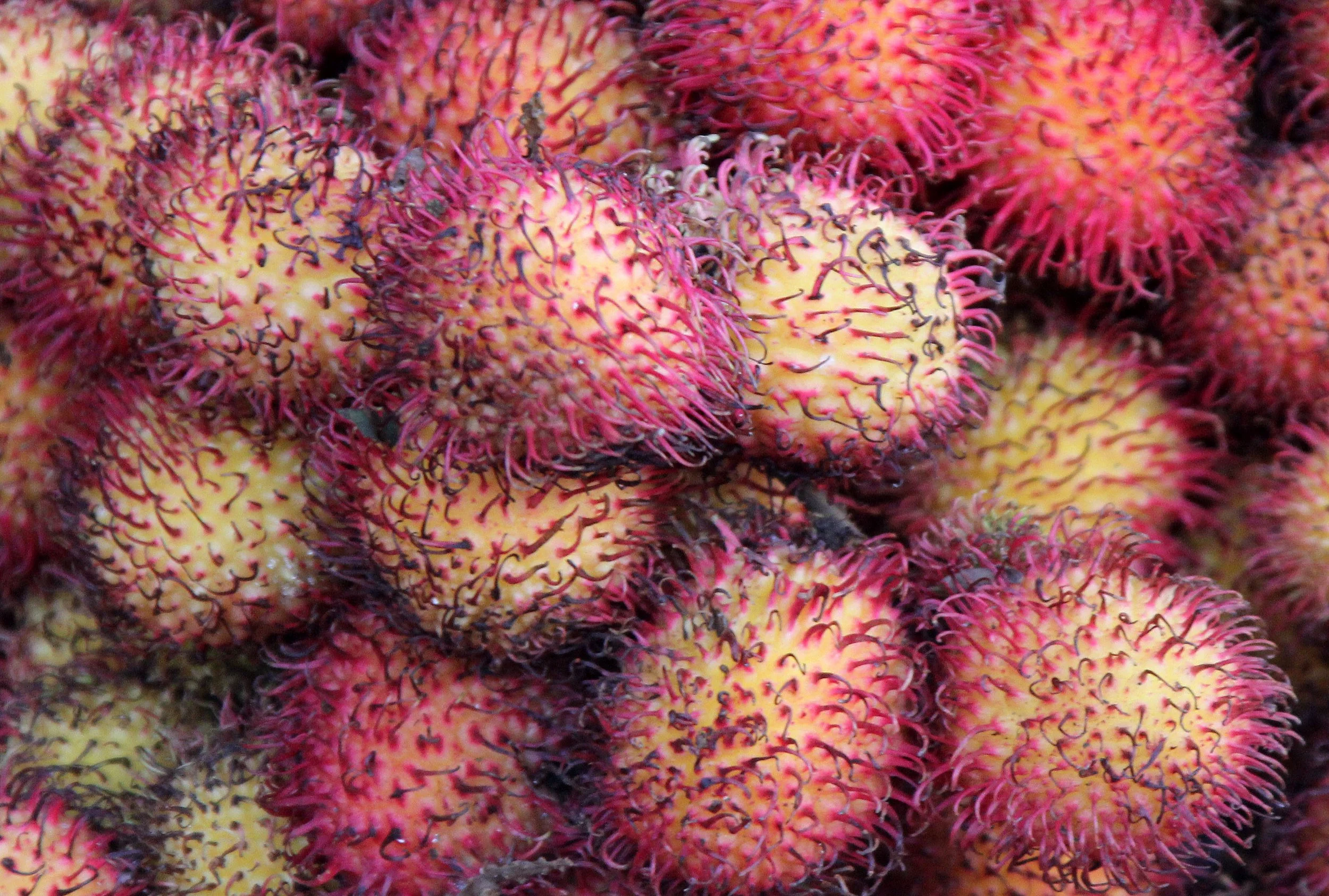 BOGOR - GEDE NATIONAL PARK - JAVA BARA, INDONESIA (21).JPG