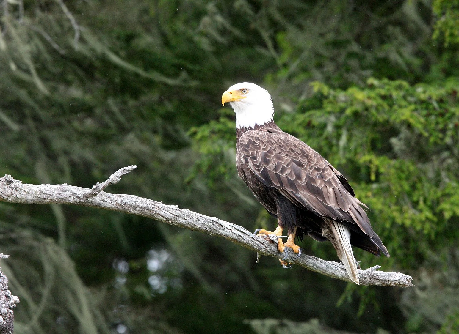 BIRD - EAGLE - BALD EAGLE - KNIGHT'S INLET BRITISH COLUMBIA (87).JPG