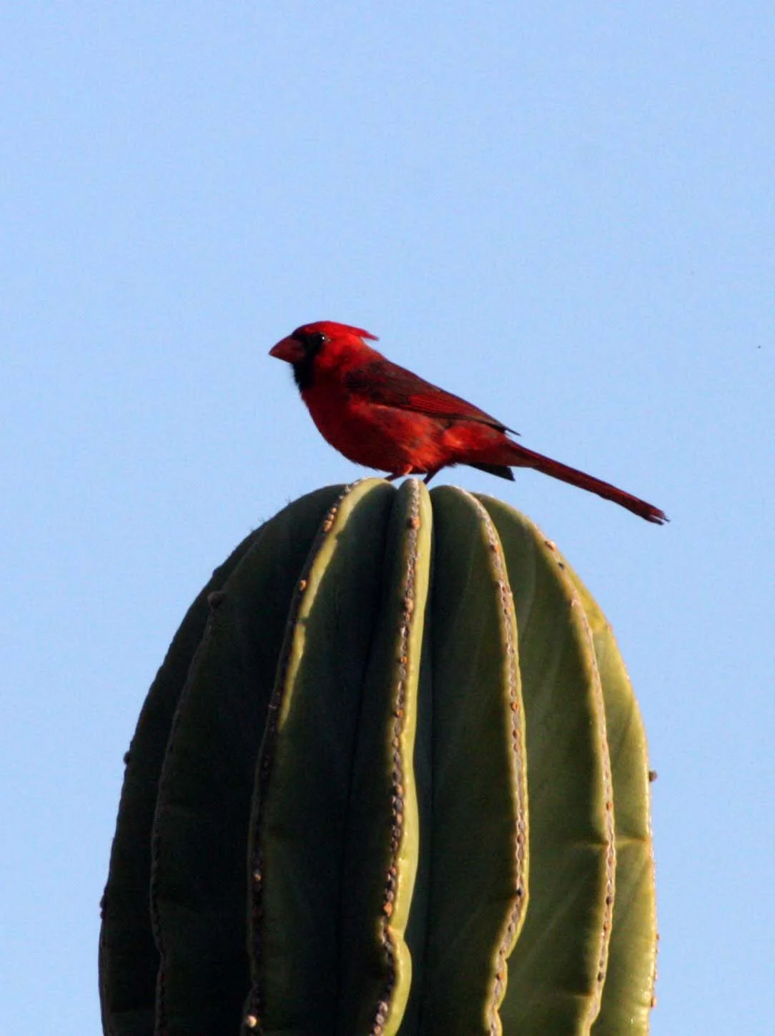 BIRD - CARDINAL - NORTHERN CARDINAL - ISLA SANTA CATALINA BAJA MEXIO (22).JPG