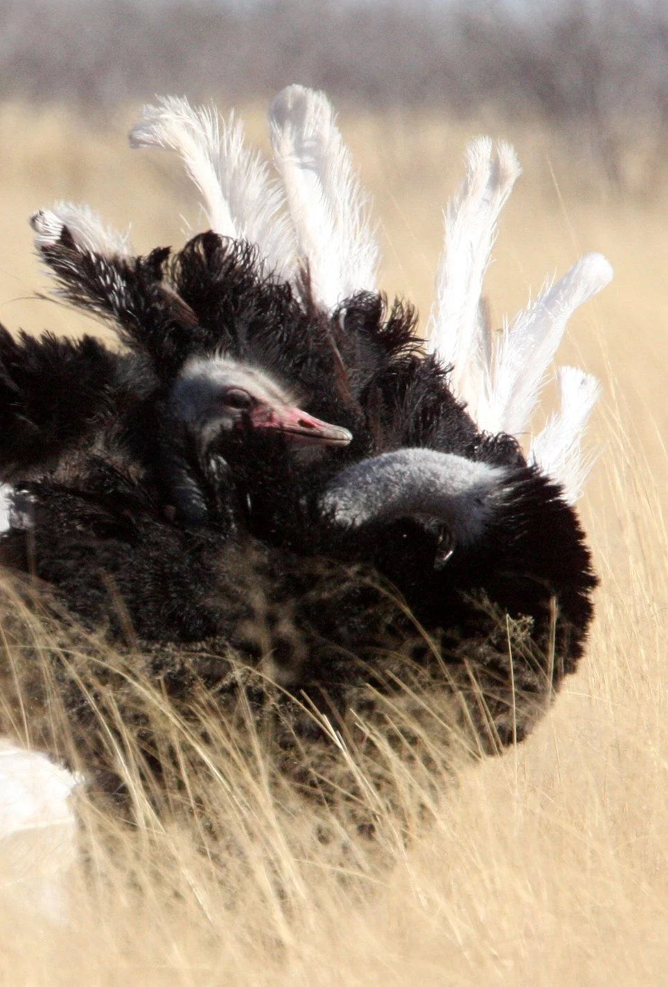 Struthio camelus australis - SOUTH AFRICAN OSTRICH - ETOSHA NATIONAL PARK NAMIBIA (12).JPG