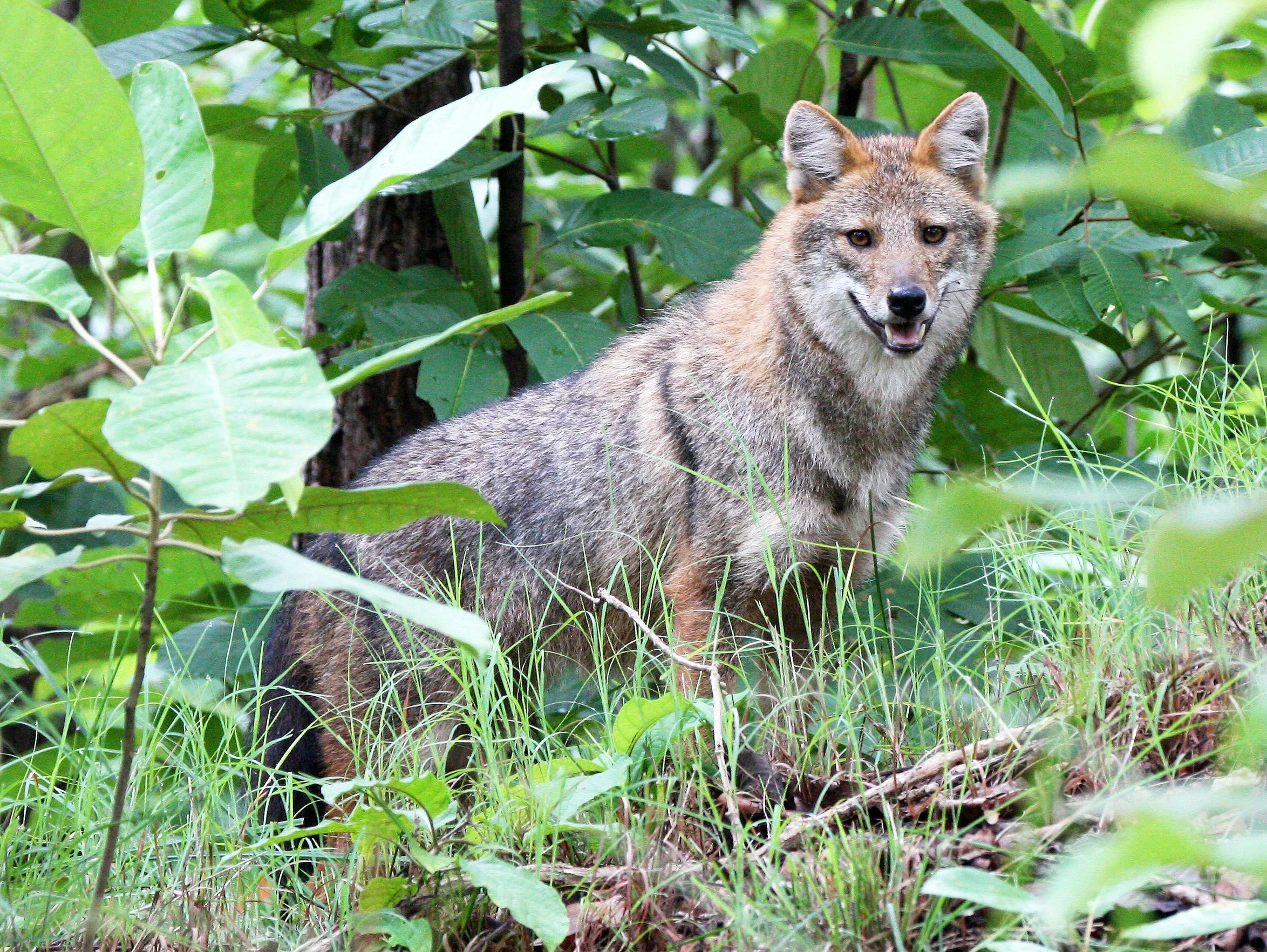 JACKAL - Canis aureus cruesemanni - INDOCHINESE (ASIAN GOLDEN) JACKA - HUAI KHA KHAENG NWS THAILAND (11).JPG