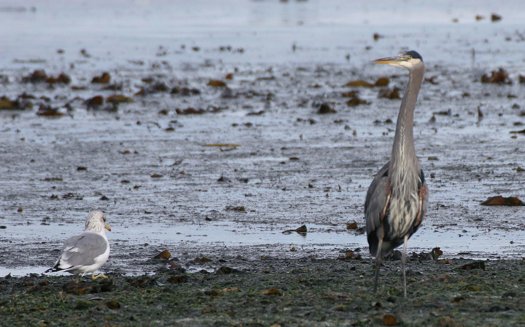 BIRD - HERON - GREAT BLUE - THREE CRABS (11).jpg
