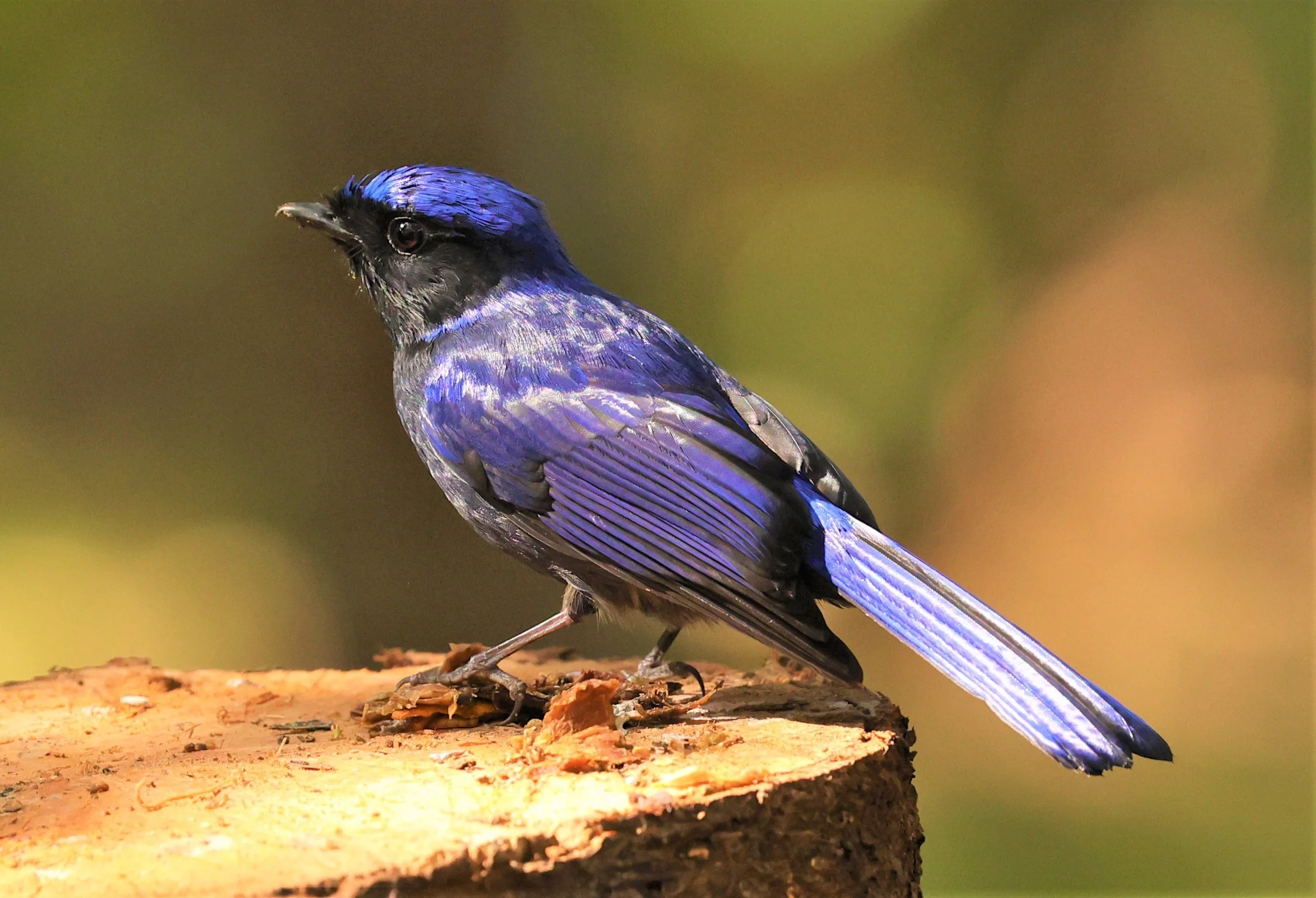 NILTAVA - SMALL NILTAVA - Niltava macgrigoriae - DOI ANG KHANG CHIANG MAI (41).jpg