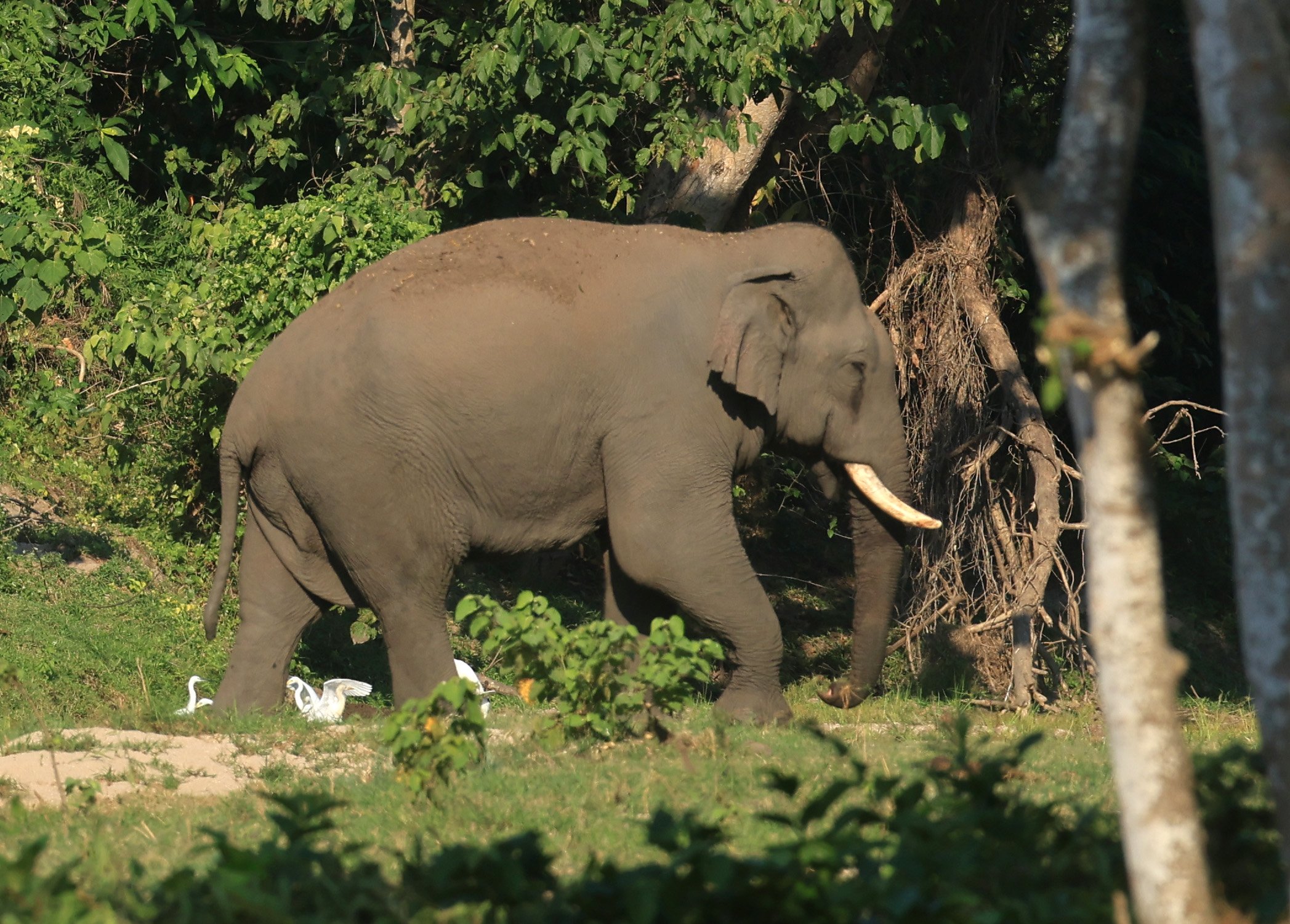 Asian Elephants (Elephas maximus indicus) 