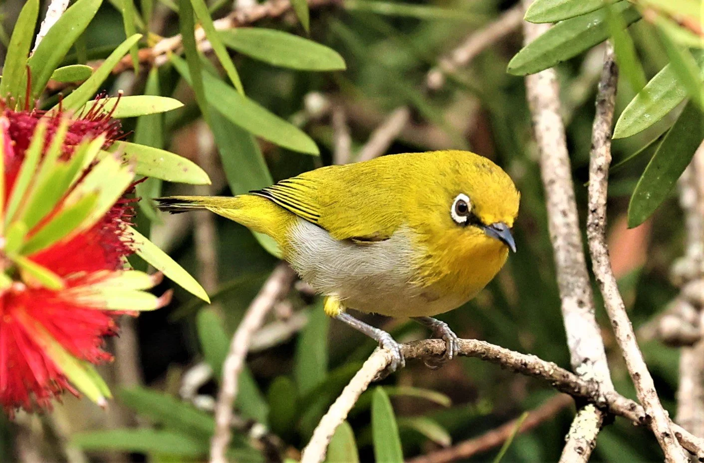 Indian White-eye (Zosterops palpebrosus) Doi Ang Kang Chiang Mai (31).jpg
