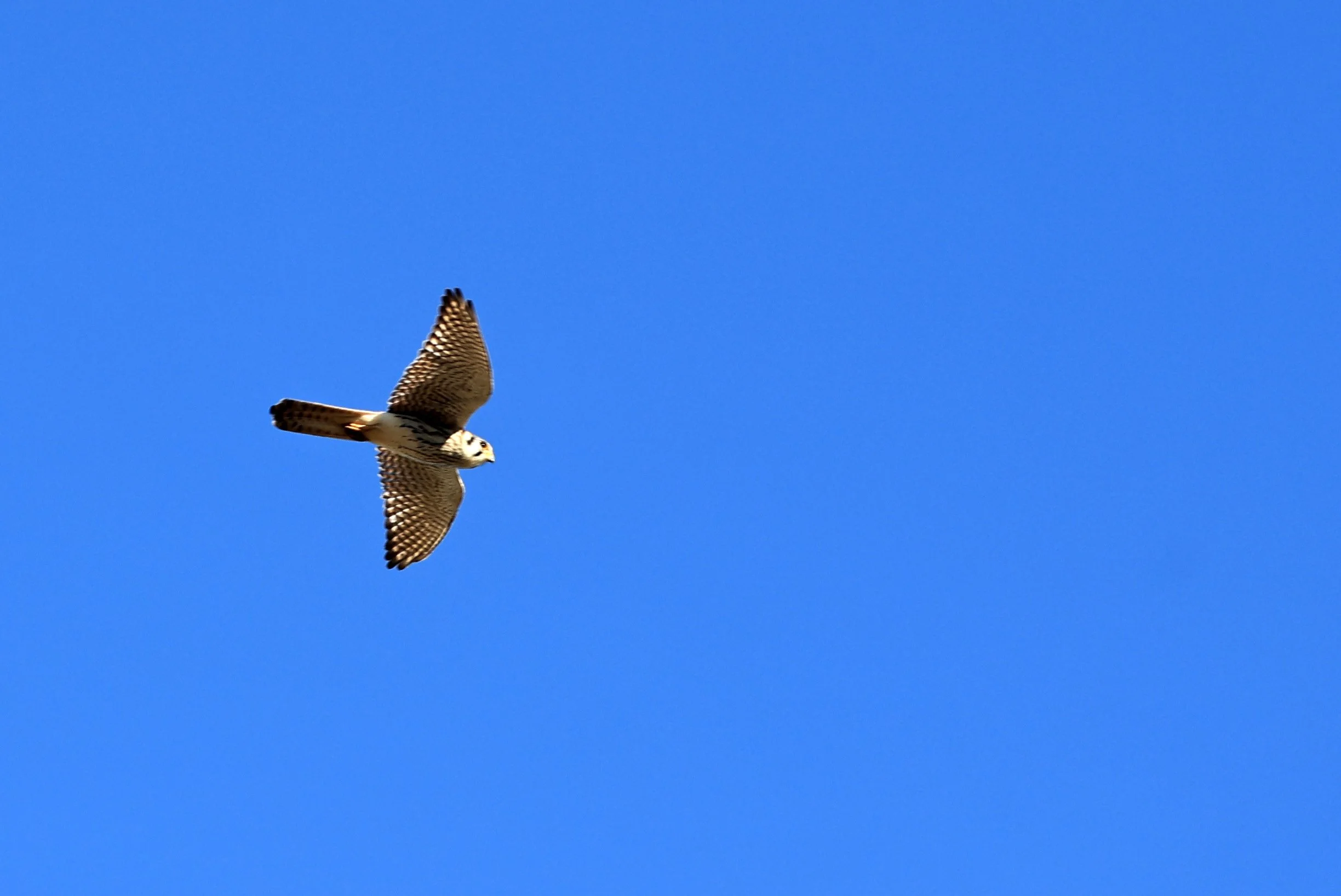 American Kestrel (Falco sparverius) Fortin Toledo Paraguay (7).jpg