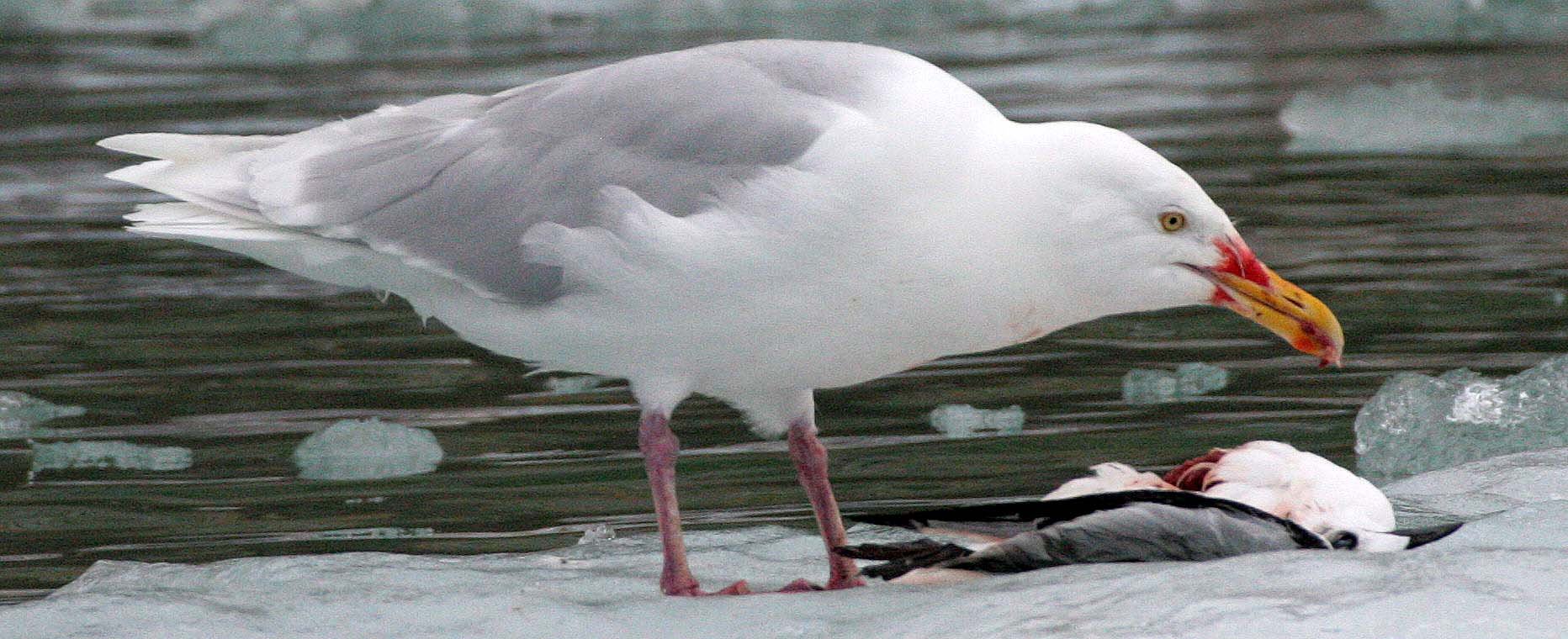BIRD - GULL - GLAUCOUS GULL - SVALBARD (12).jpg