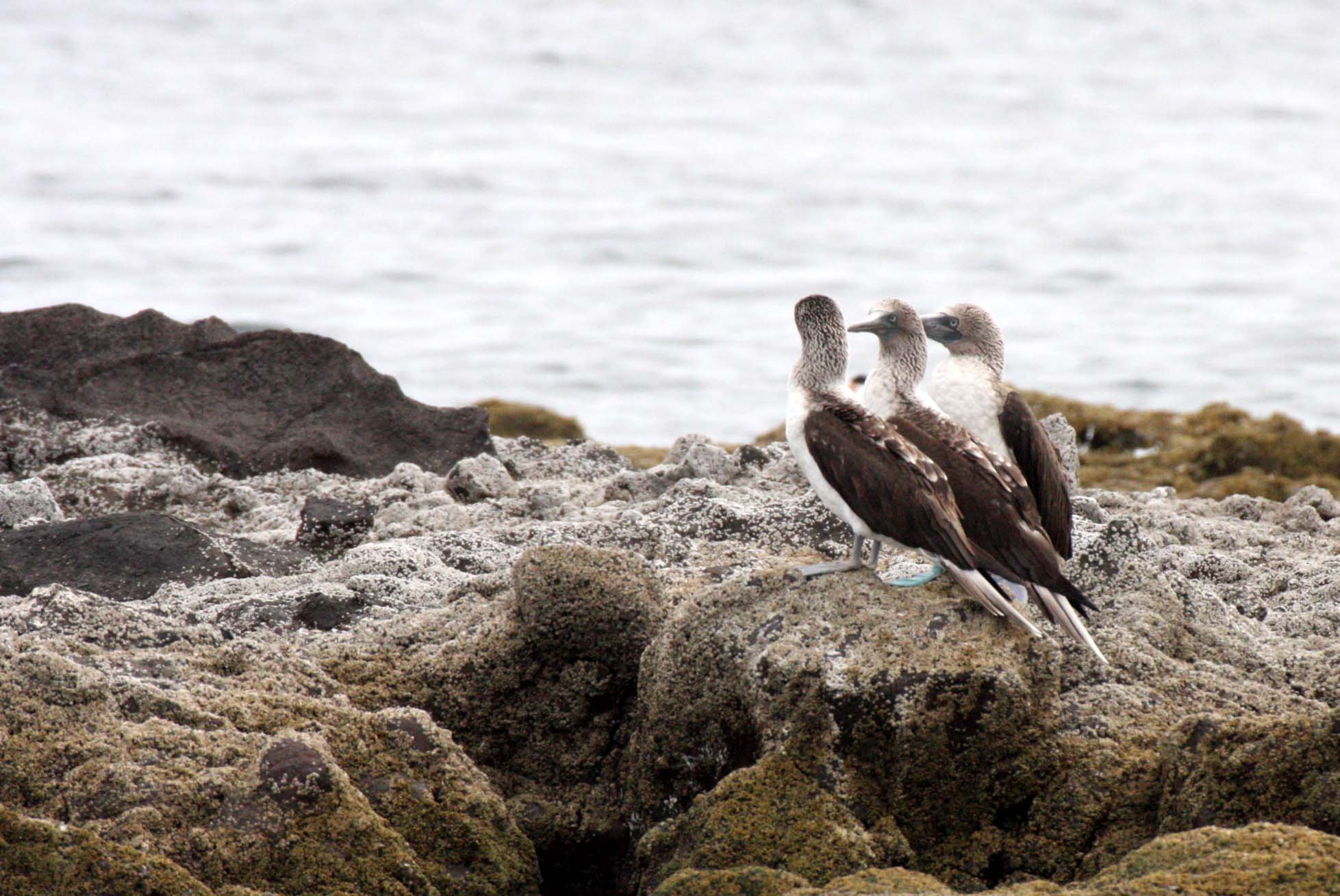 Blue-footed Booby (Sula nebouxii) Isla Montserrat, off Punta Norte, Baja Mexico (13).JPG