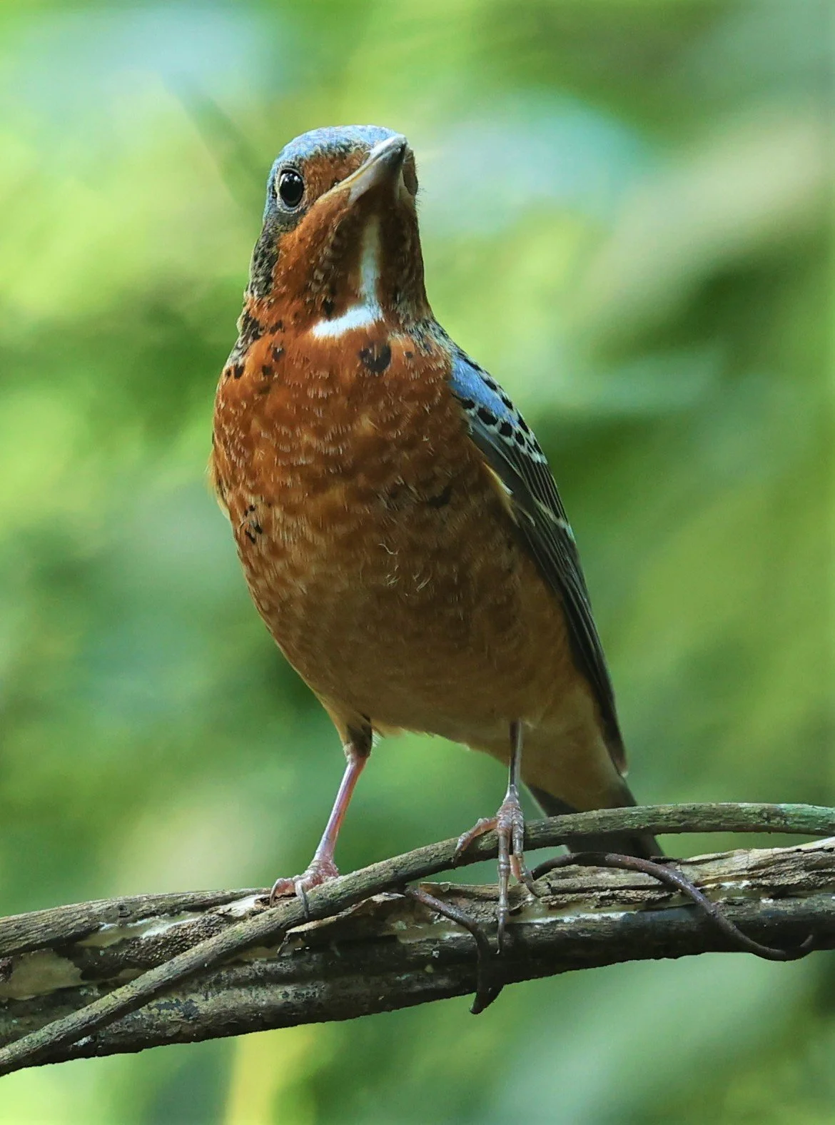 ROCK-THRUSH - WHITE-THROATED ROCK-THRUSH - Monticola gularis - WAT THAM PRATHUM CHONBURI March 2022 (14).jpg