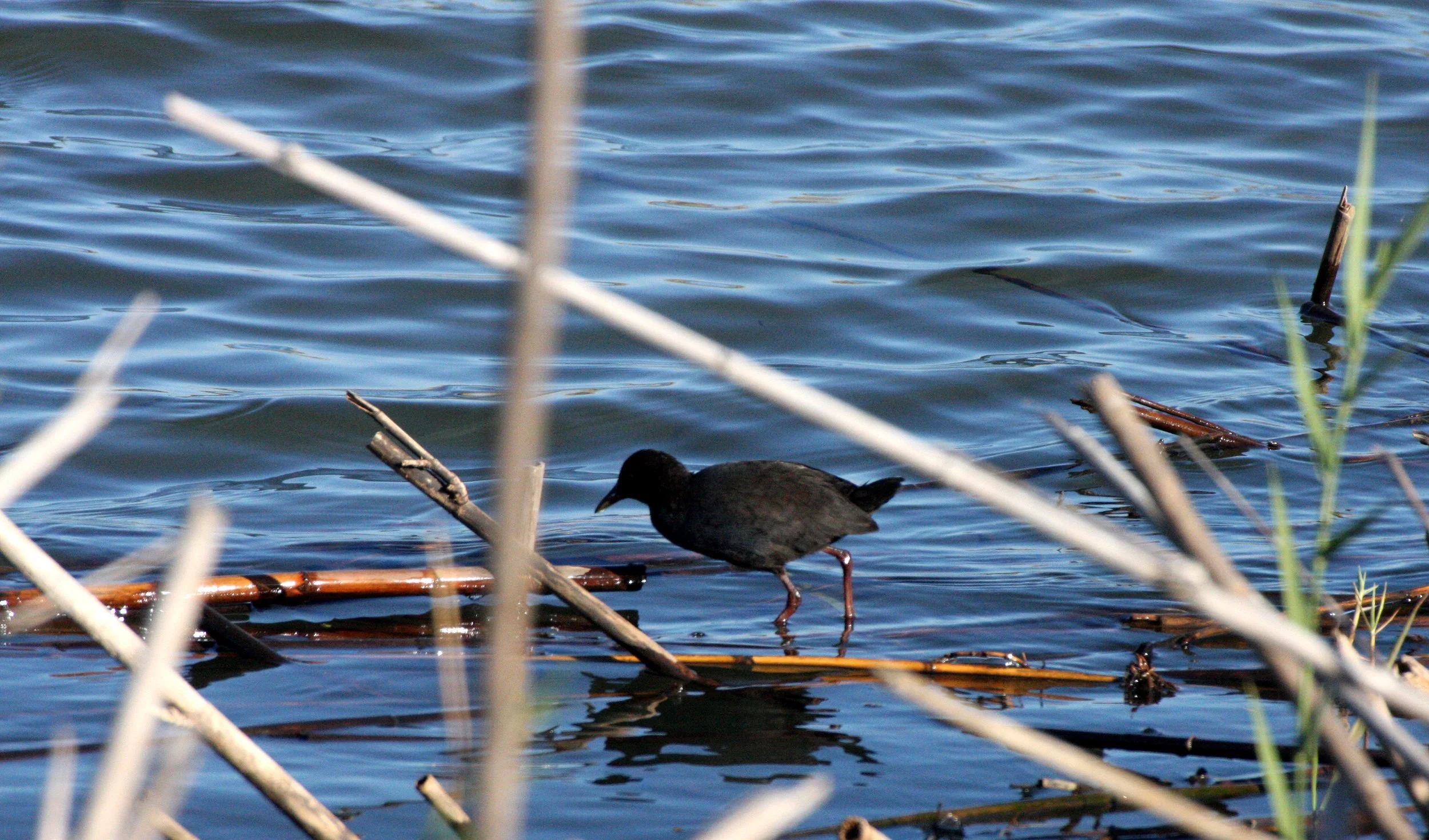 Black Crake (Zapornia flavirostra) Kruger National Park (3).JPG