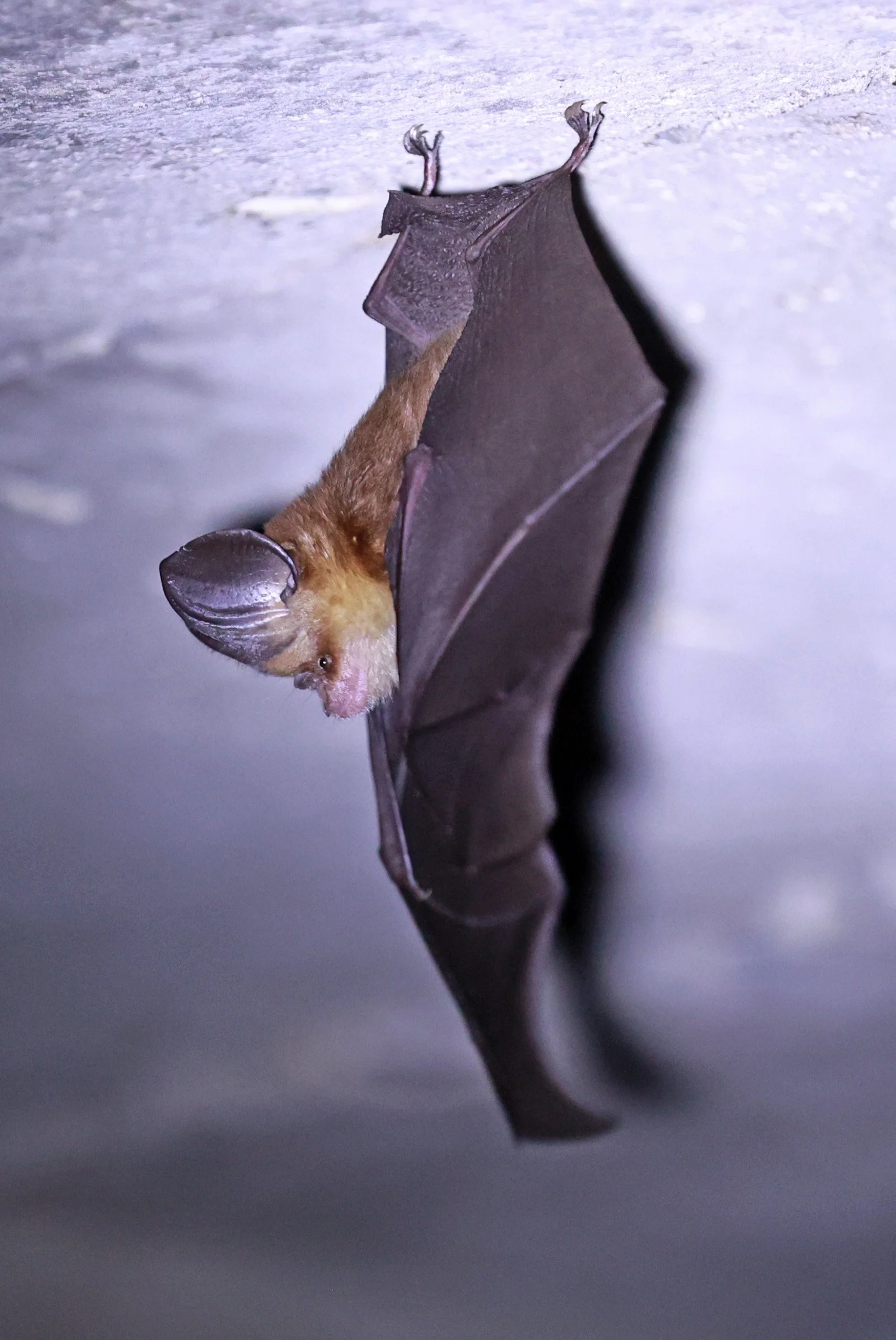 Hipposideros gentilis 