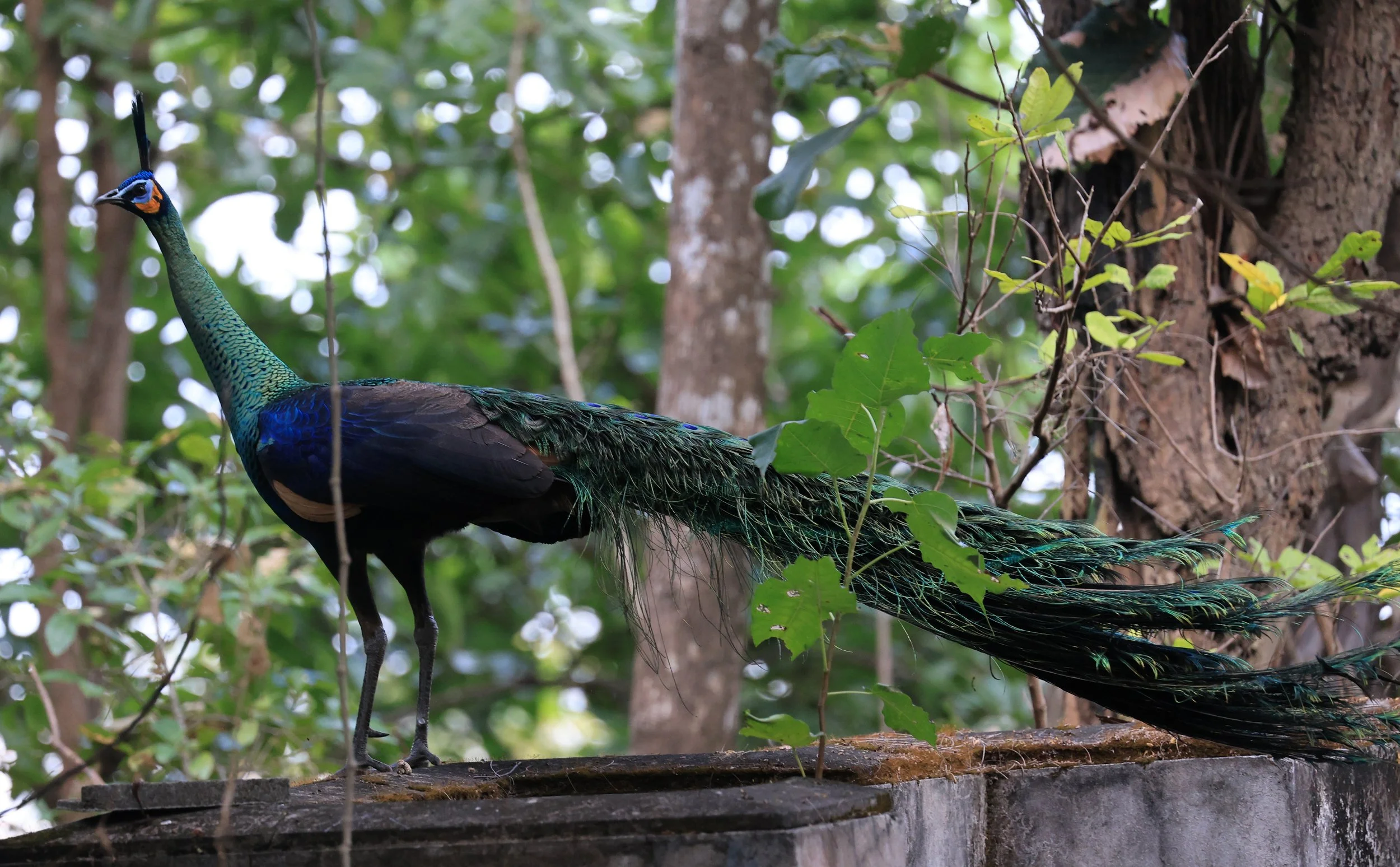 Green Peafowl (Pavo muticus) Doi Butsarakham Phayao Province (34).jpg