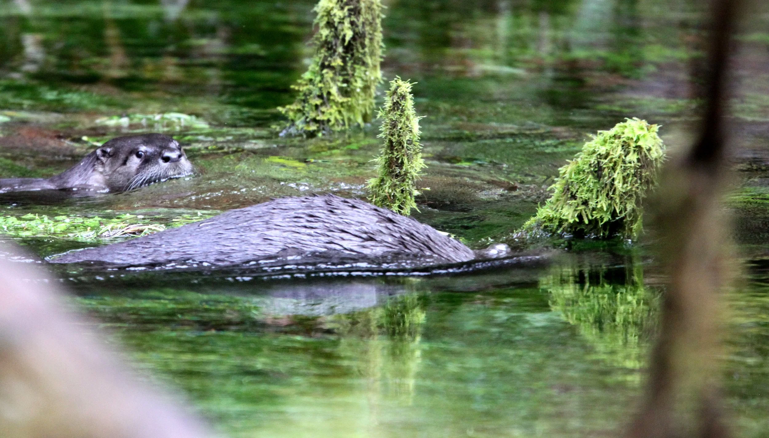 MUSTELID - OTTER - RIVER OTTER - HOH RAINFOREST WA.JPG