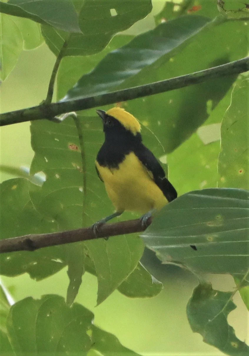 Sultan Tit (Melanochroa sultanea) Kaeng Krachan National Park, Thailand (8).jpg