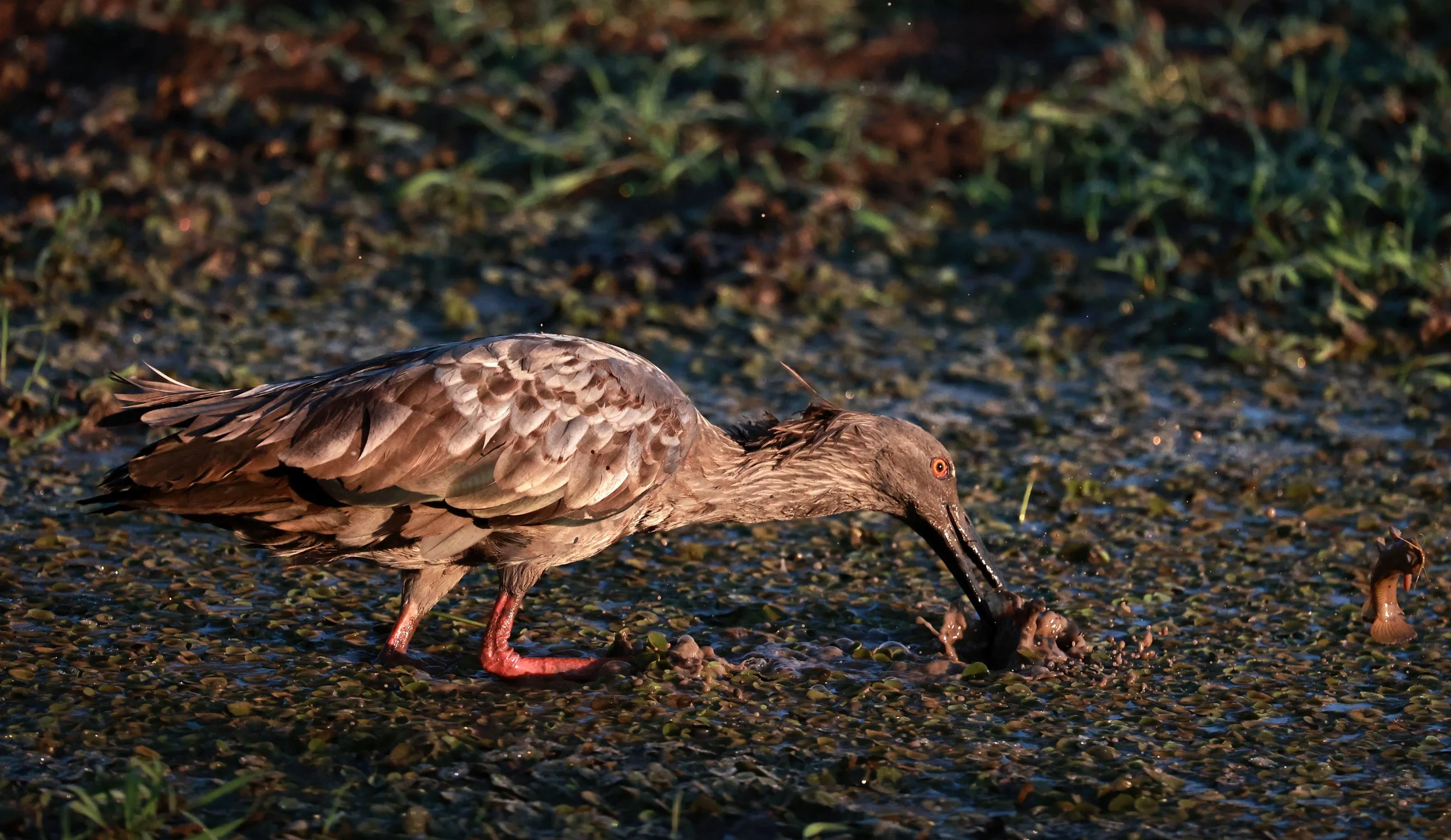 Ibis - Plumbeous Ibis - Theristicus caerulescens - Pousada Aguape - Fazenda São José Zona Rural, Aquidauana, Mato Grosso do Sul, Brazil (21).jpg