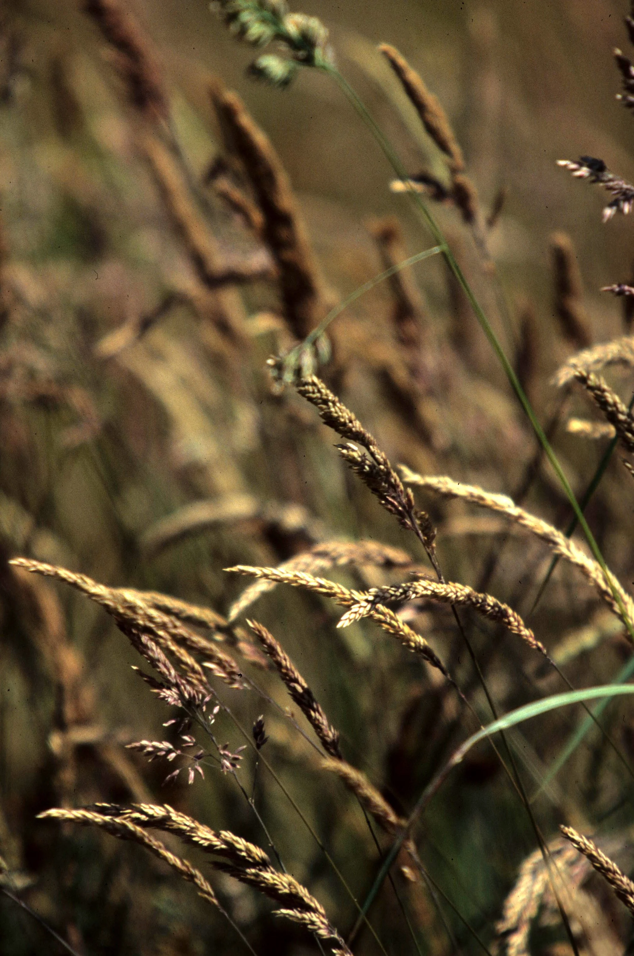 NEBRASKA - GREAT PLAINS GRASSLANDS - GRAMINAE SPECIES.jpg