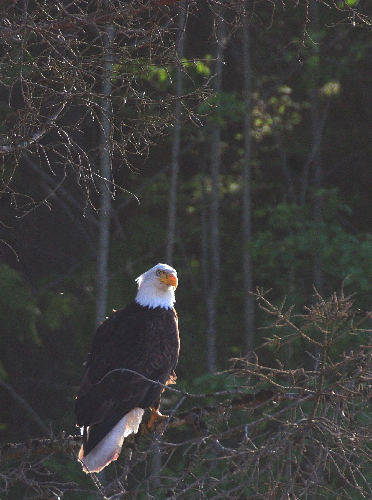 Haliaeetus leucocephalus - AMERICAN BALD EAGLE - LAKE FARM BLUFFS WASHINGTON (149).JPG