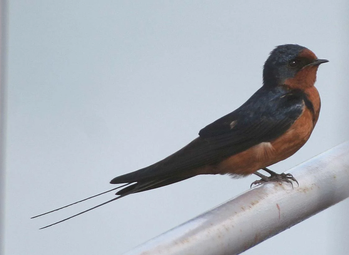 Barn Swallow (Hirundo rustica) Lake Baikal Selenga Delta Russia (10).jpg