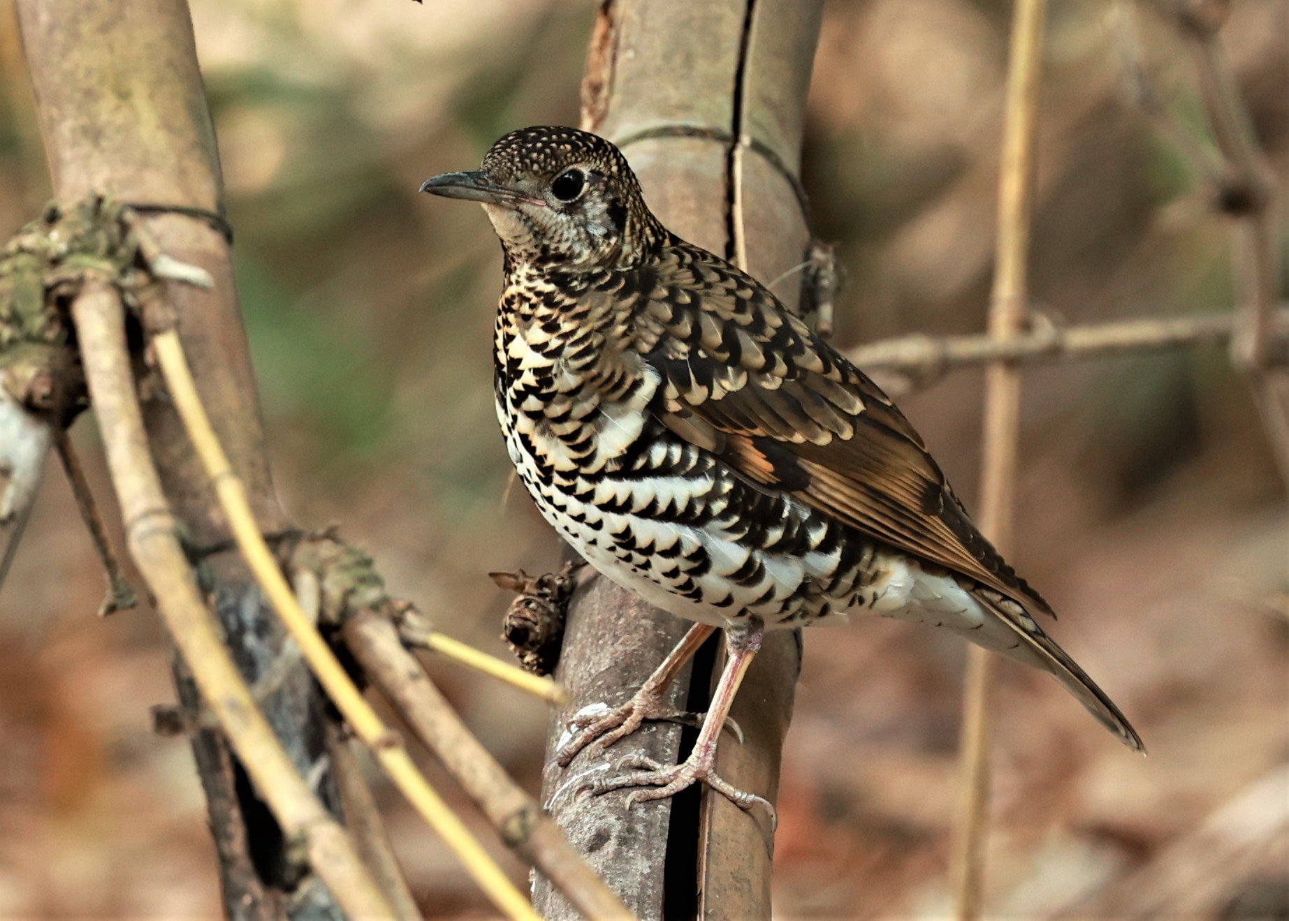 White's Thrush (Zoothera aurea) Putthamonthon Park Nakhon Pathom Thailand (214).jpg