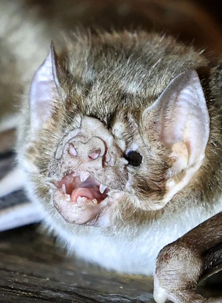 Common Vampire Bat (Desmodus rotundus) Abandoned house on road between Pozo Colorado & Asuncion (35).jpg