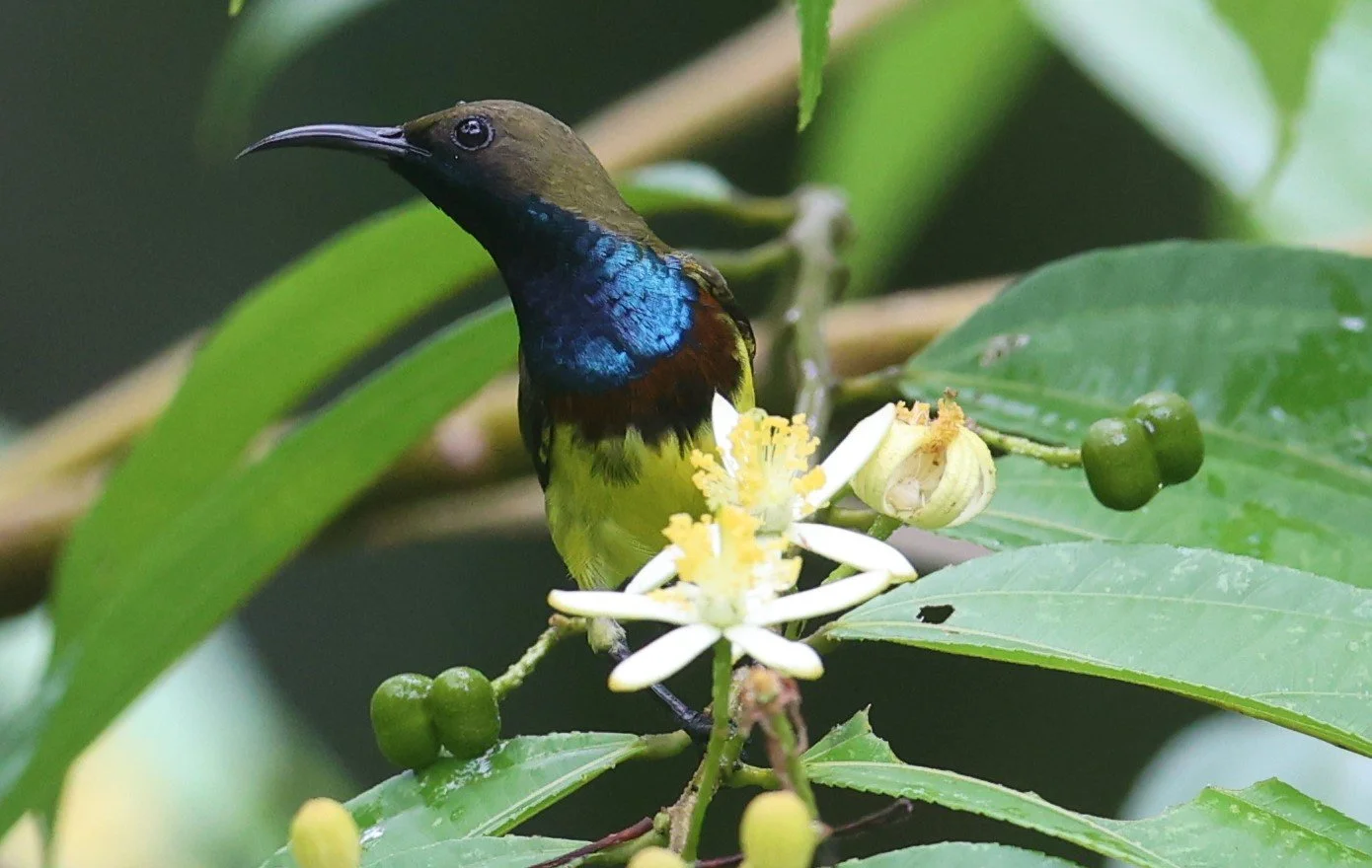SUNBIRD - OLIVE-BACKED SUNBIRD - Nectarinia jugularis - KAENG KRACHAN NATIONAL PARK 16 OCT 2021 (11).jpg