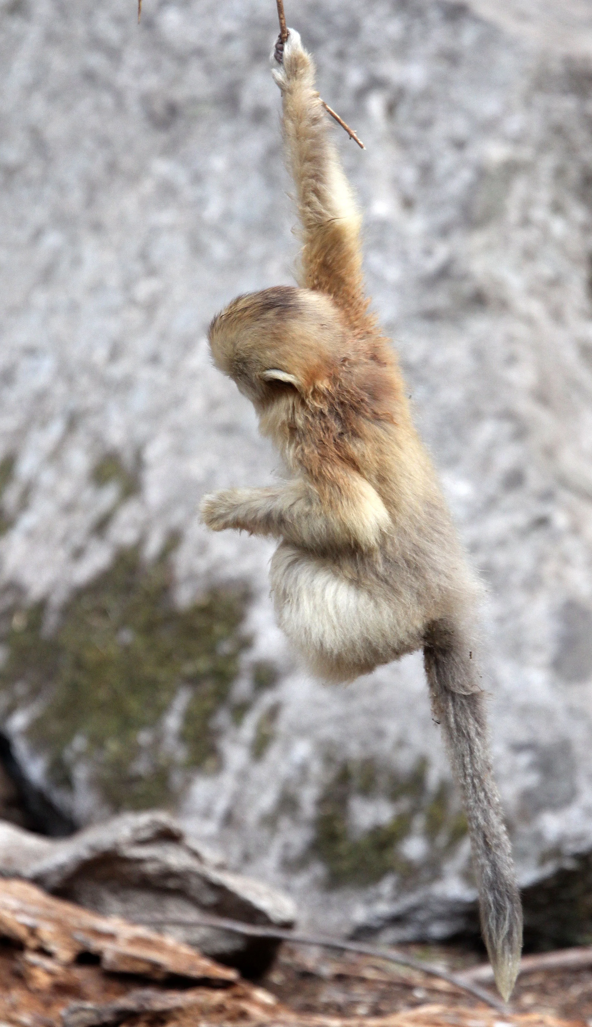 CERCOPITHECIDAE - Rhinopithecus roxellana qinlingensis - QINLING GOLDEN SNUB-NOSED MONKEY - FOPING NATURE RESERVE, SHAANXI CHINA (203).JPG