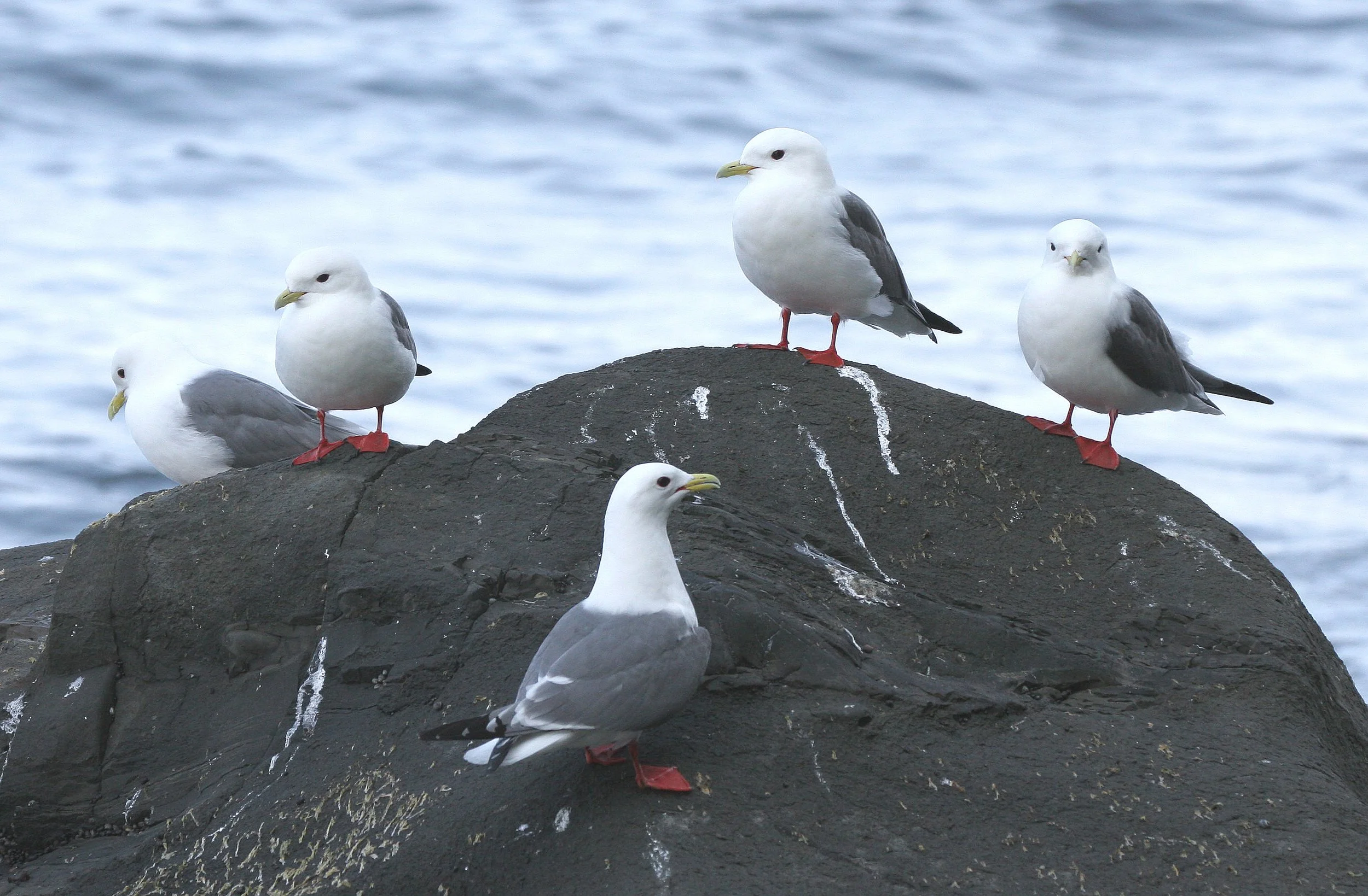 BIRD - KITTIWAKE - RED-LEGGED - COMMANDORSKY (2).jpg