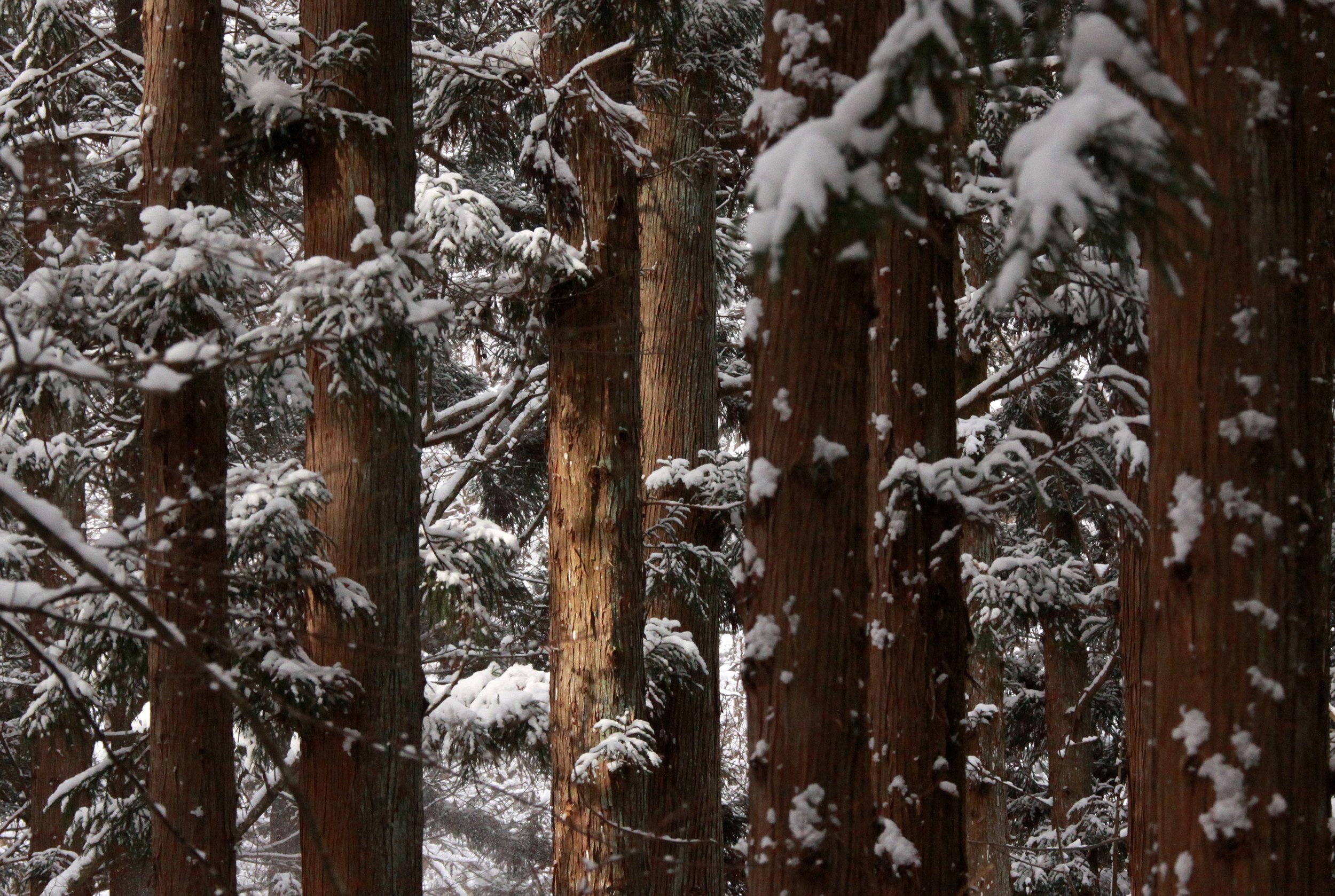 JIGOKUDANI ONSEN - NAGANO PREFECTURE JAPAN - FOREST SCENCES (29).JPG