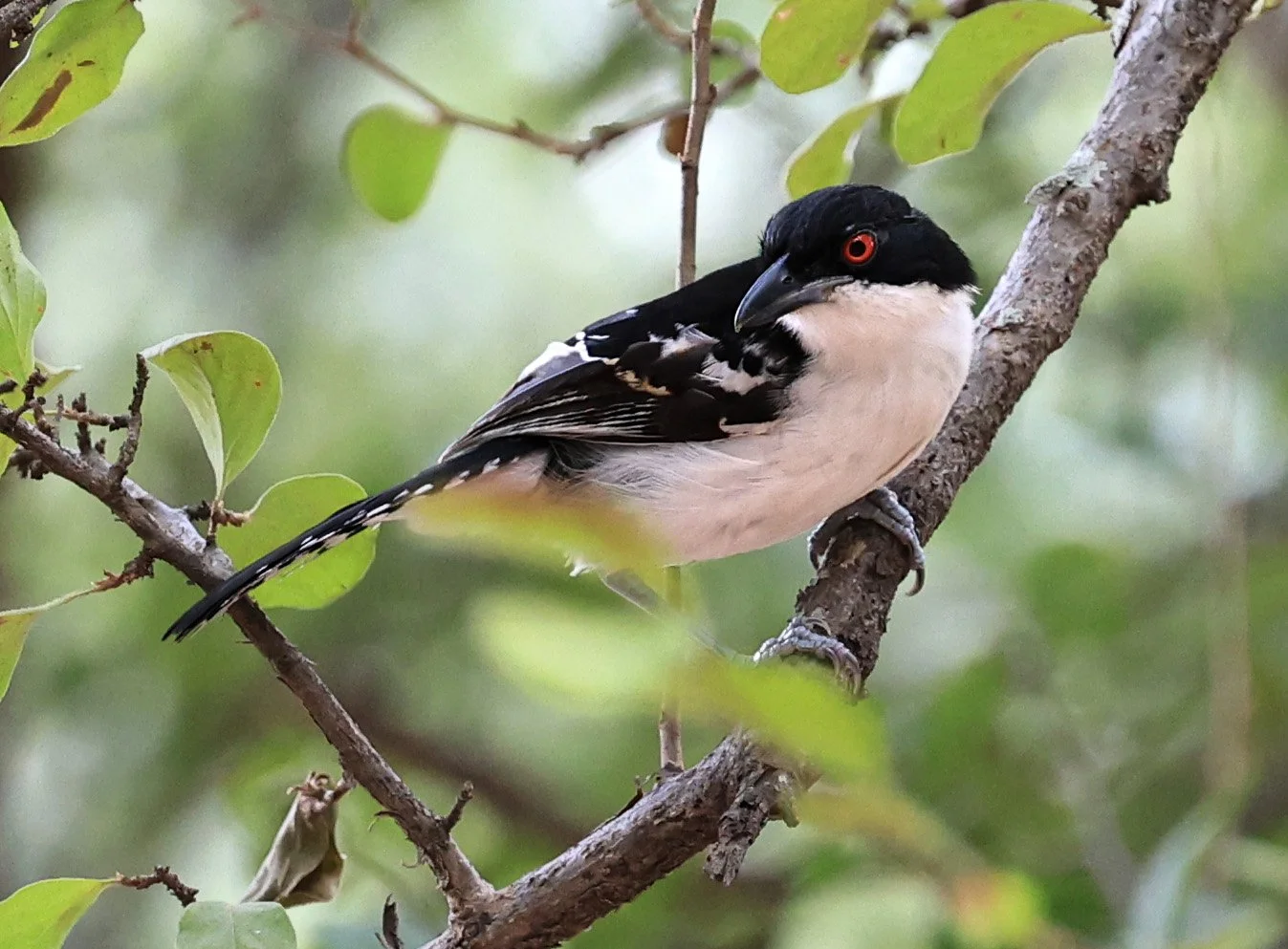 Great Antshrike (Taraba major) Hotel Campestre Iparoma Paraguay (8).jpg