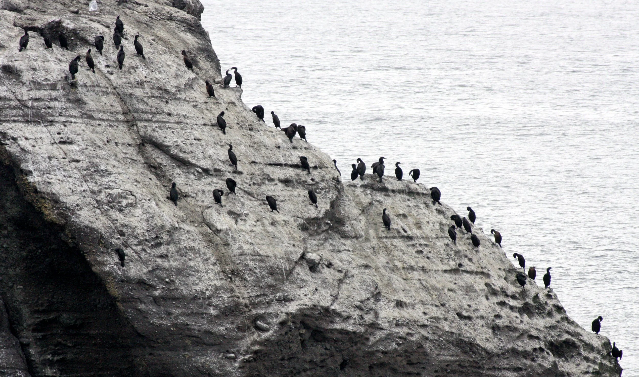 Urile pelagicus - Pelagic Cormorant - Cape Flattery & Tatoosh Island, Washington (2).JPG