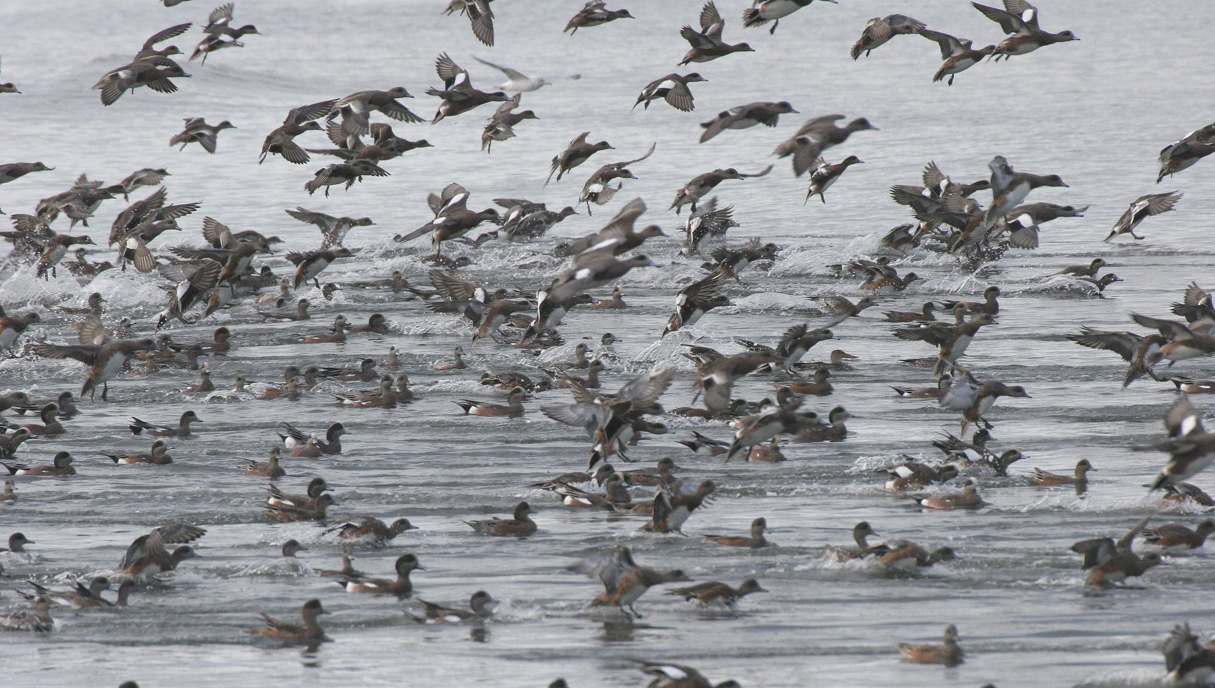 WIGEON - AMERICAN WIGEON - Mareca americana - THREE CRABS DUNGENESS RIVER MOUTH WETLAND SEQUIM WASHINGTON (56).jpg