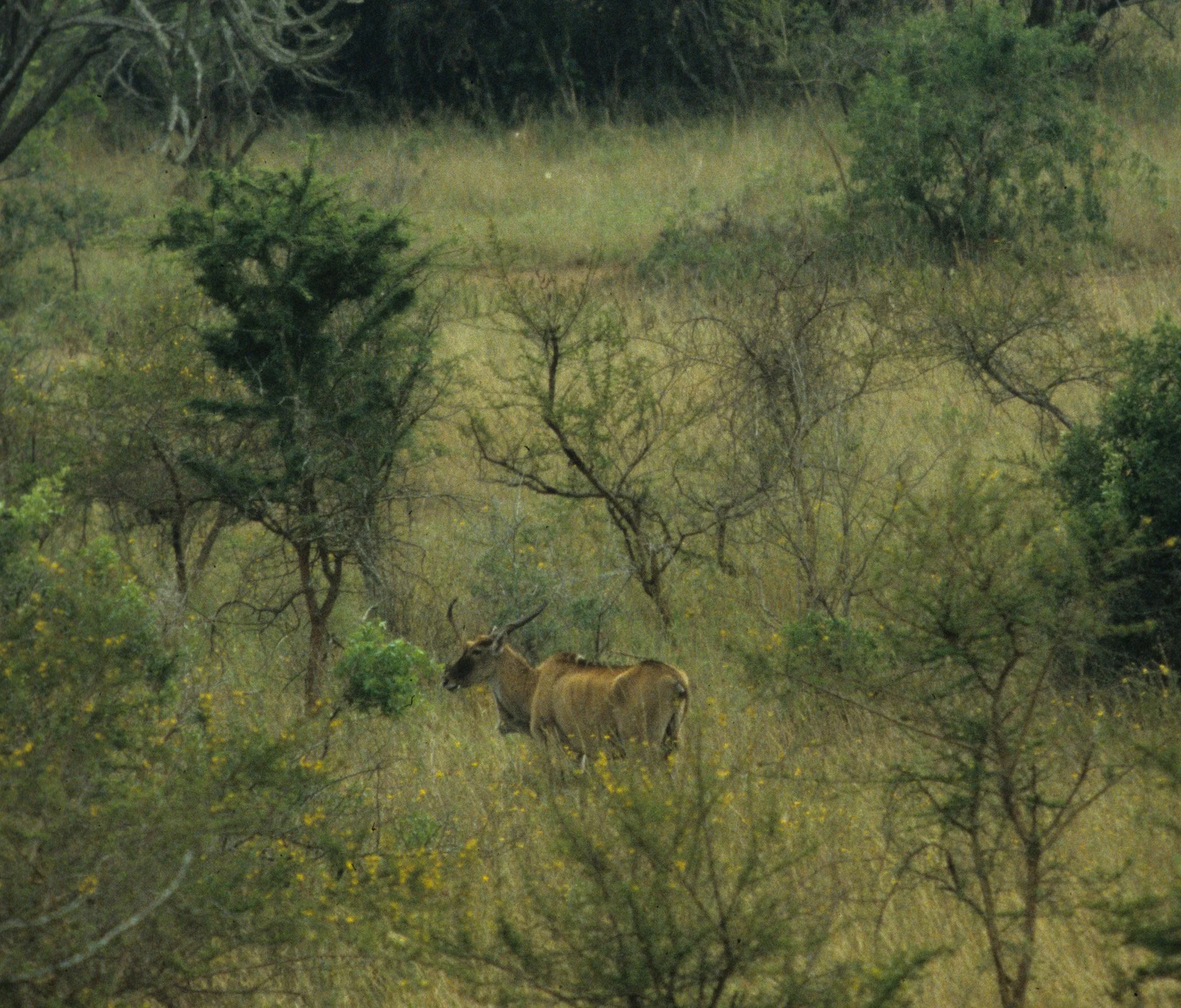 BOVID - ELAND - GREATER - UGANDA QE (5).jpg