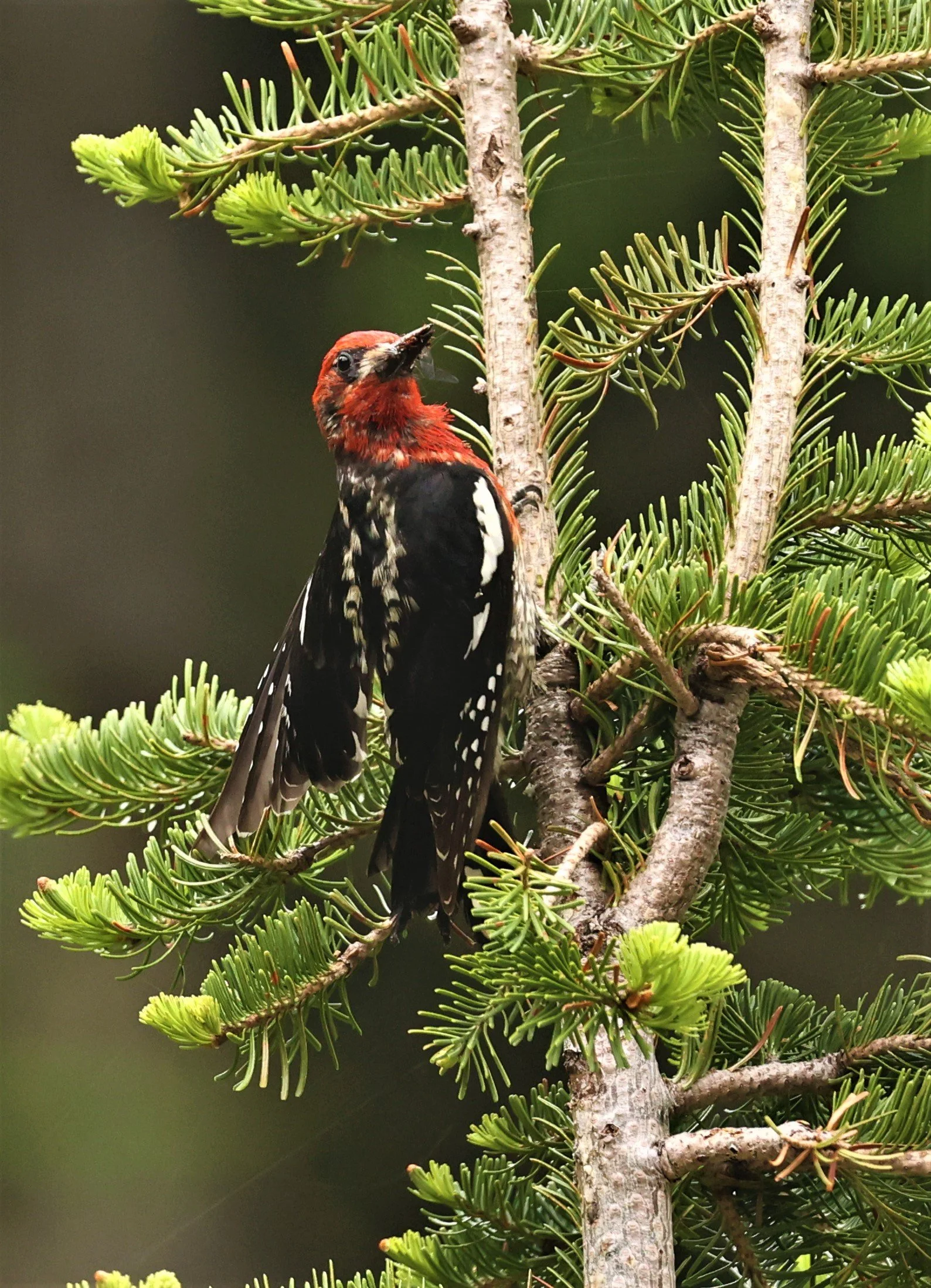 Sphyrapicus ruber - RED-BREASTED SAPSUCKER - MOUNT RAINIER NATIONAL PARK WASHINGTON (26).jpg
